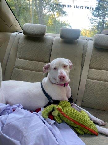 Cassie, Adoptable, Puppy Female Great Dane.