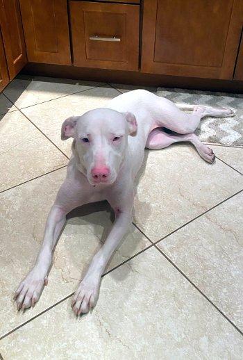 Cassie, a Adoptable mixed breed in Bedford Hills, NY image 6/6