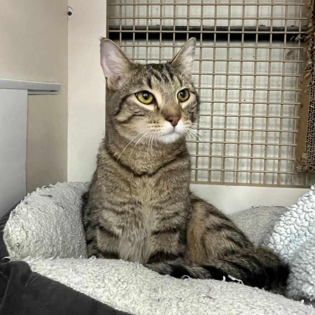 Rune, a Adoptable Domestic Short Hair in St. Paul, MN image 1/3