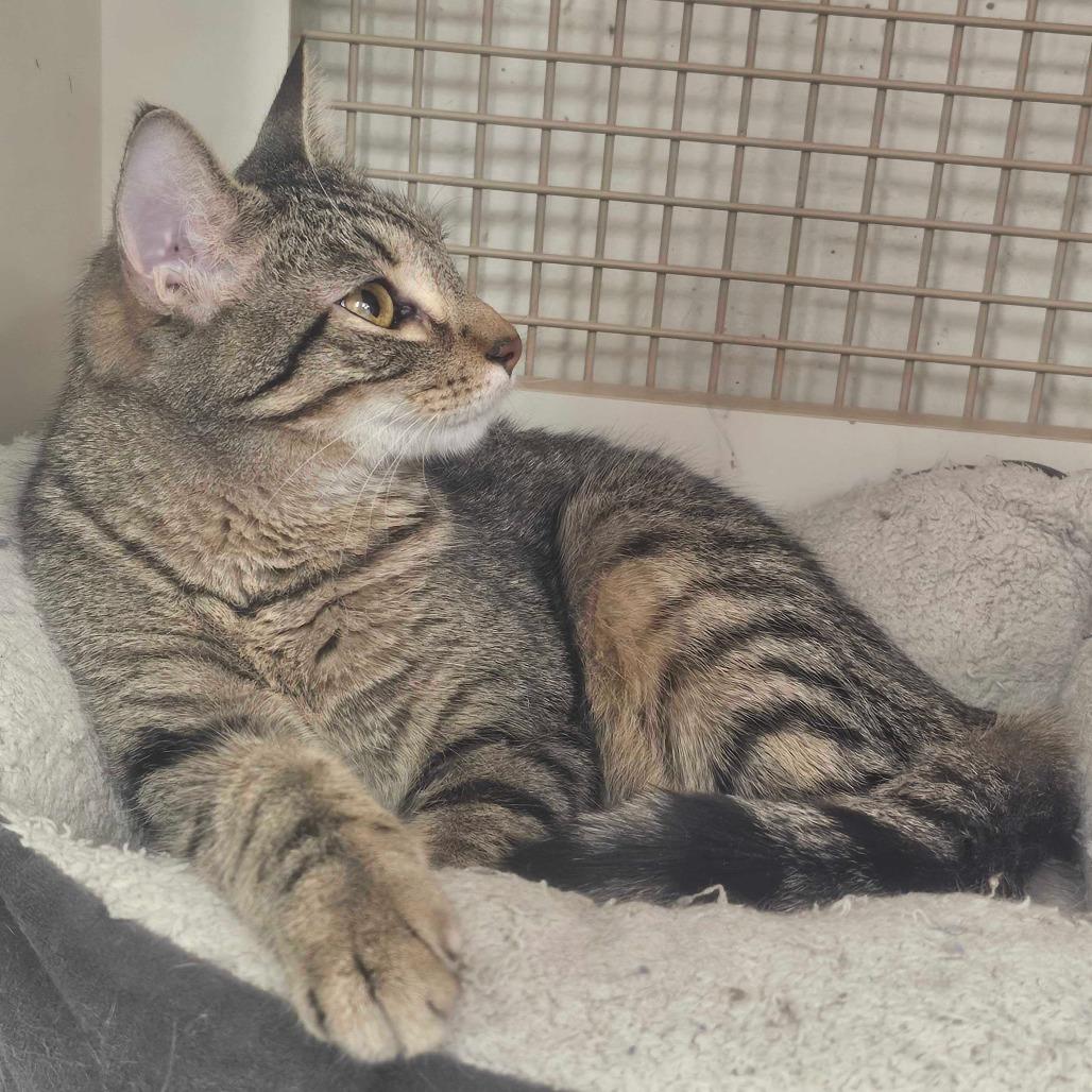 Rune, a Adoptable Domestic Short Hair in St. Paul, MN image 2/3