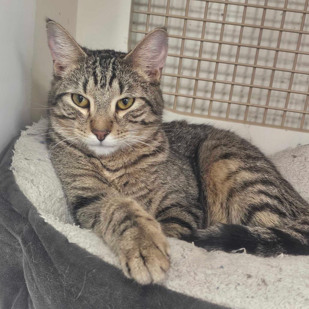 Rune, a Adoptable Domestic Short Hair in St. Paul, MN image 3/3