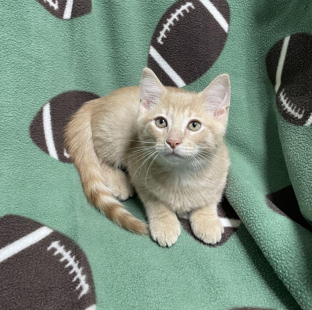 Enlarge Edgar, a Adopted Domestic Short Hair in Jackson, MI image 3/6