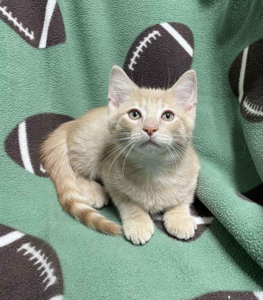 Enlarge Edgar, a Adopted Domestic Short Hair in Jackson, MI image 4/6