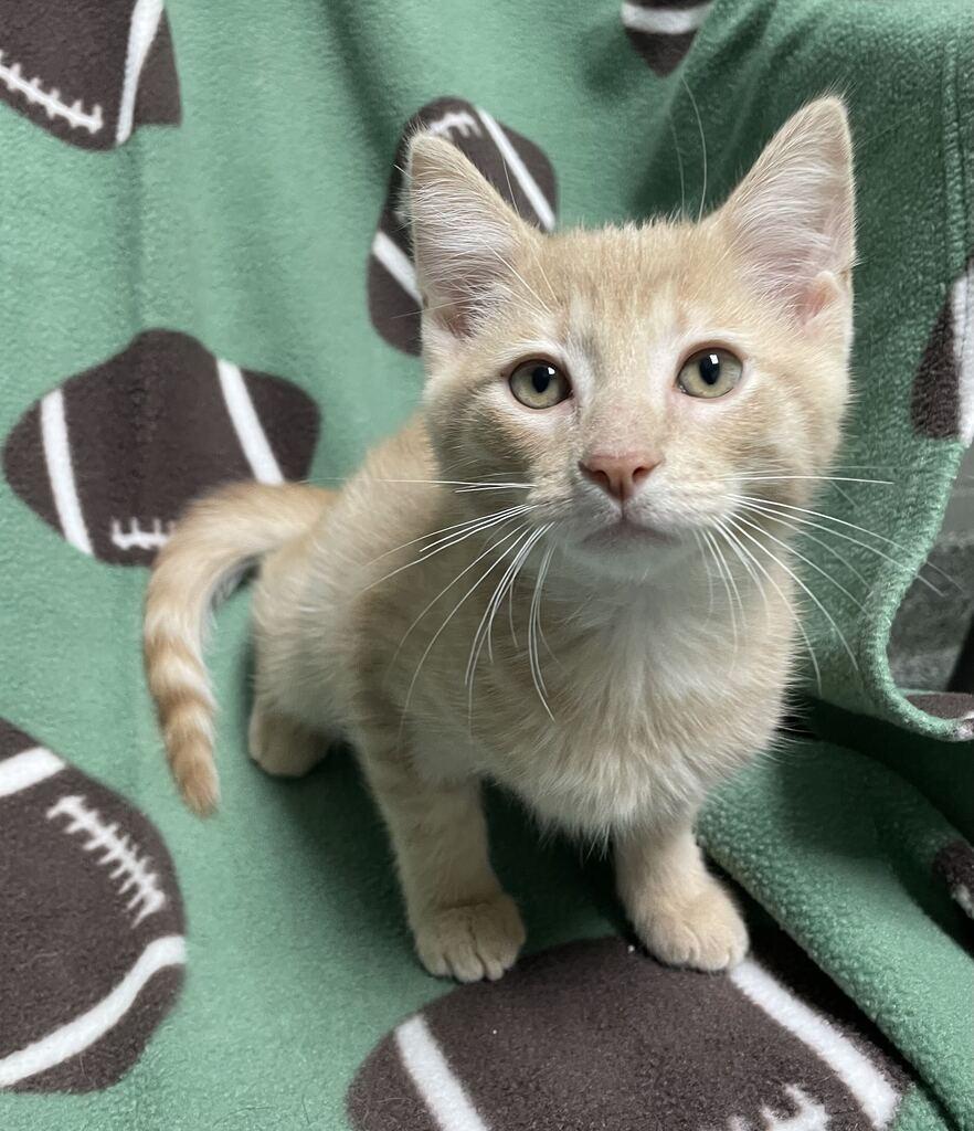 Enlarge Edgar, a Adopted Domestic Short Hair in Jackson, MI image 2/6