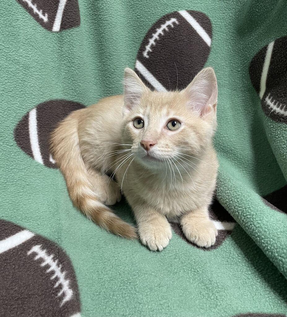 Enlarge Edgar, a Adopted Domestic Short Hair in Jackson, MI image 6/6