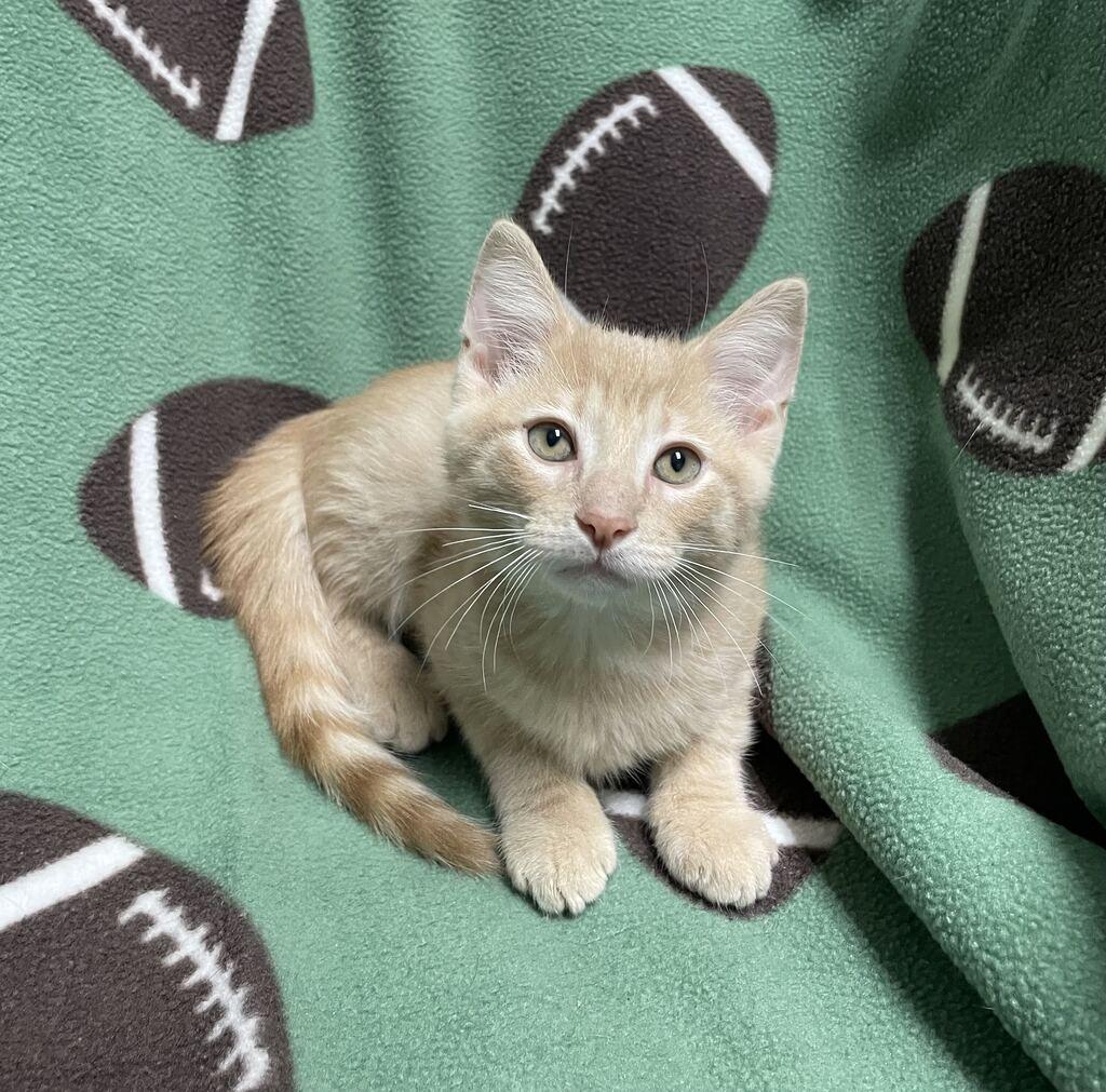Edgar, Adopted, Kitten Male Domestic Short Hair.