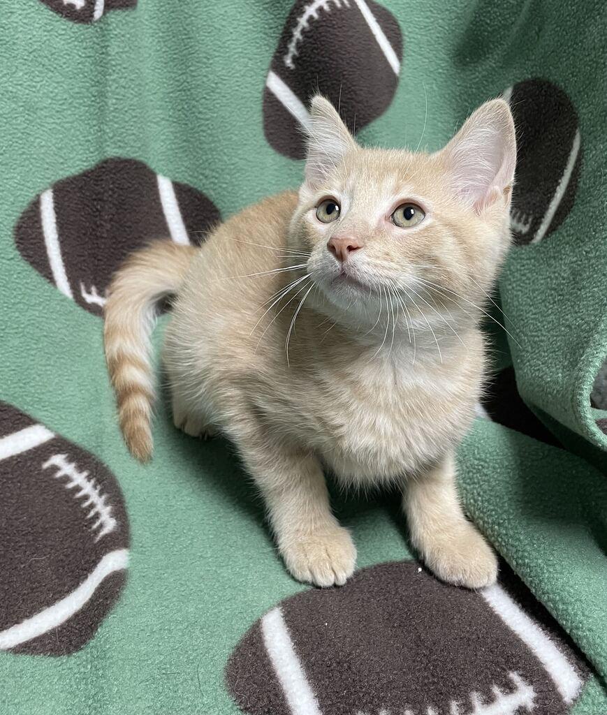 Enlarge Edgar, a Adopted Domestic Short Hair in Jackson, MI image 5/6