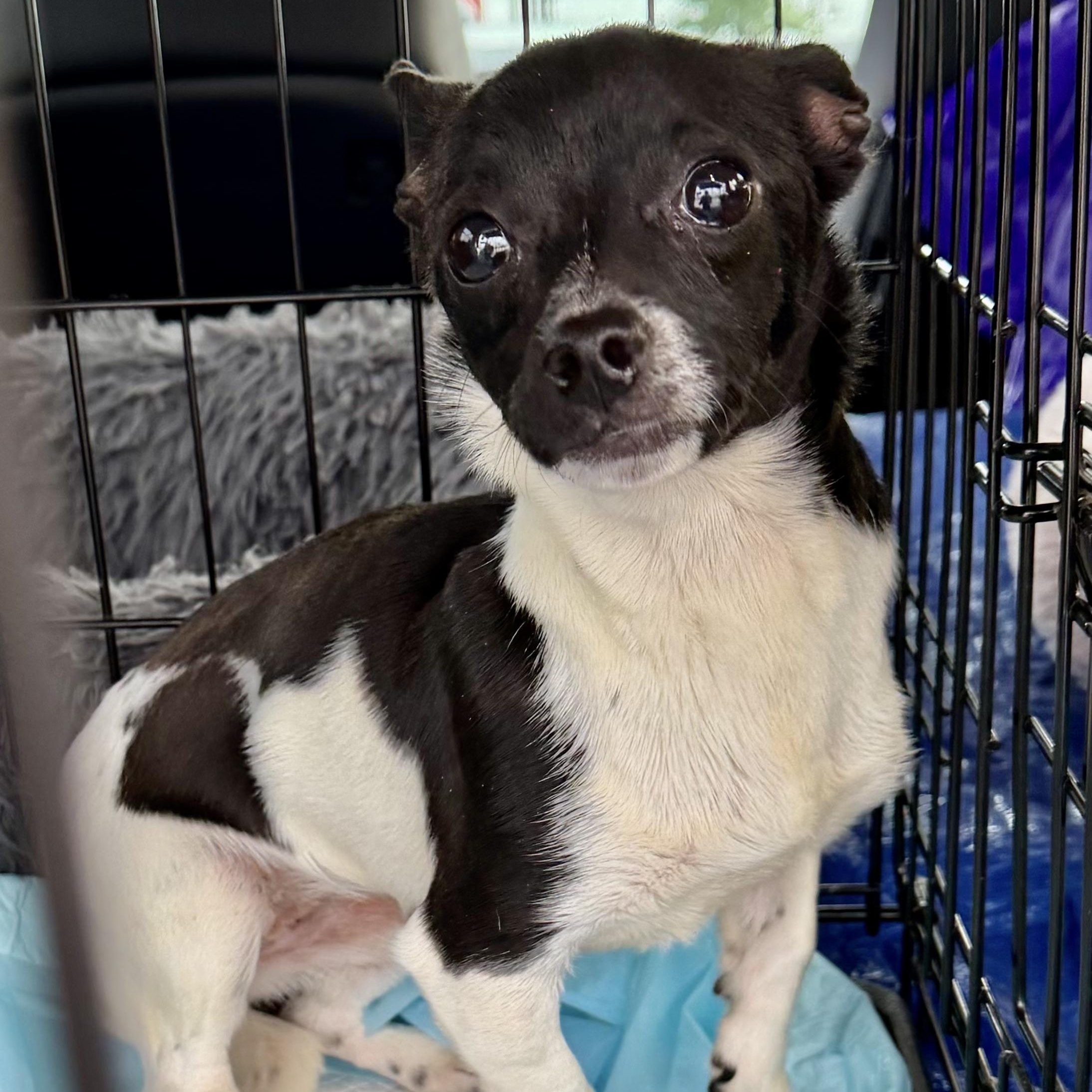 Onyx, a Adoptable Toy Fox Terrier in Plano, TX image 1/2