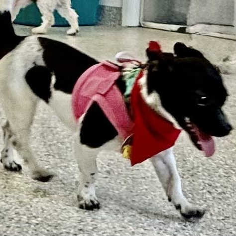 Onyx, a Adoptable Toy Fox Terrier in Plano, TX image 2/2