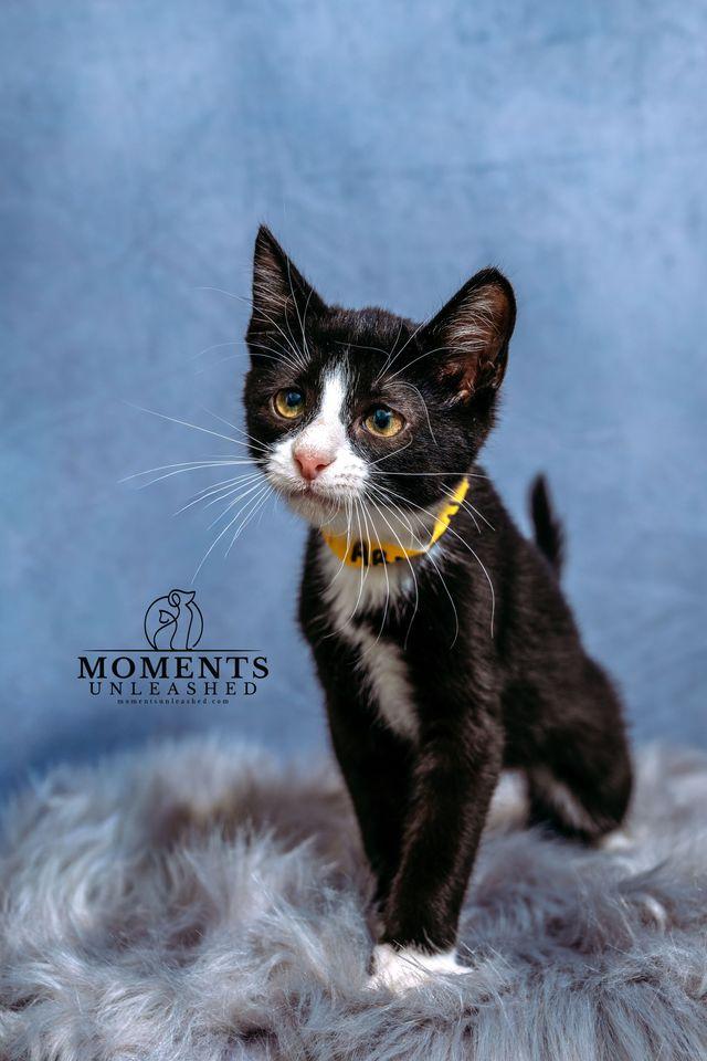 Enlarge Armani, a Adoptable Domestic Short Hair in Myakka City, FL image 2/4