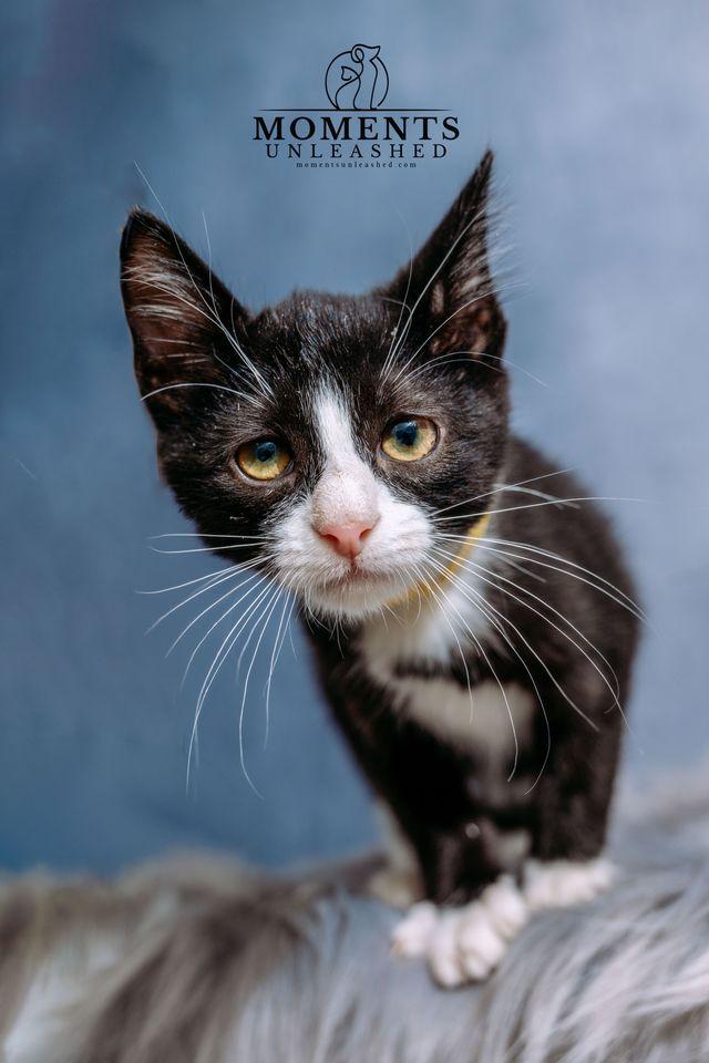 Enlarge Armani, a Adoptable Domestic Short Hair in Myakka City, FL image 3/4