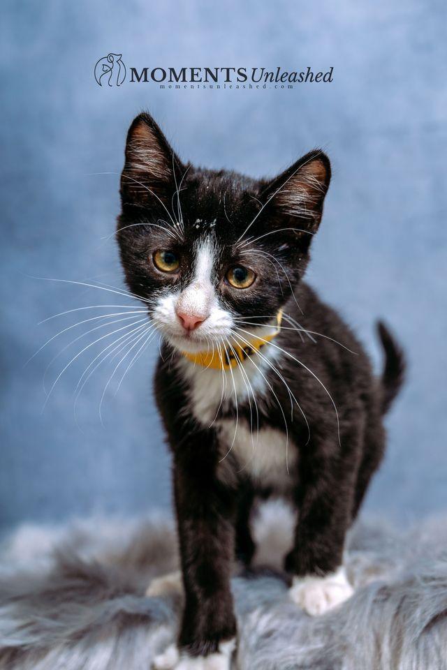 Armani, Adoptable, Kitten Male Domestic Short Hair.
