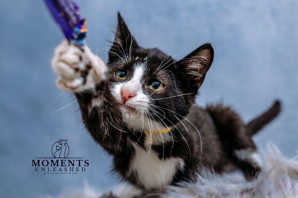 Enlarge Armani, a Adoptable Domestic Short Hair in Myakka City, FL image 4/4