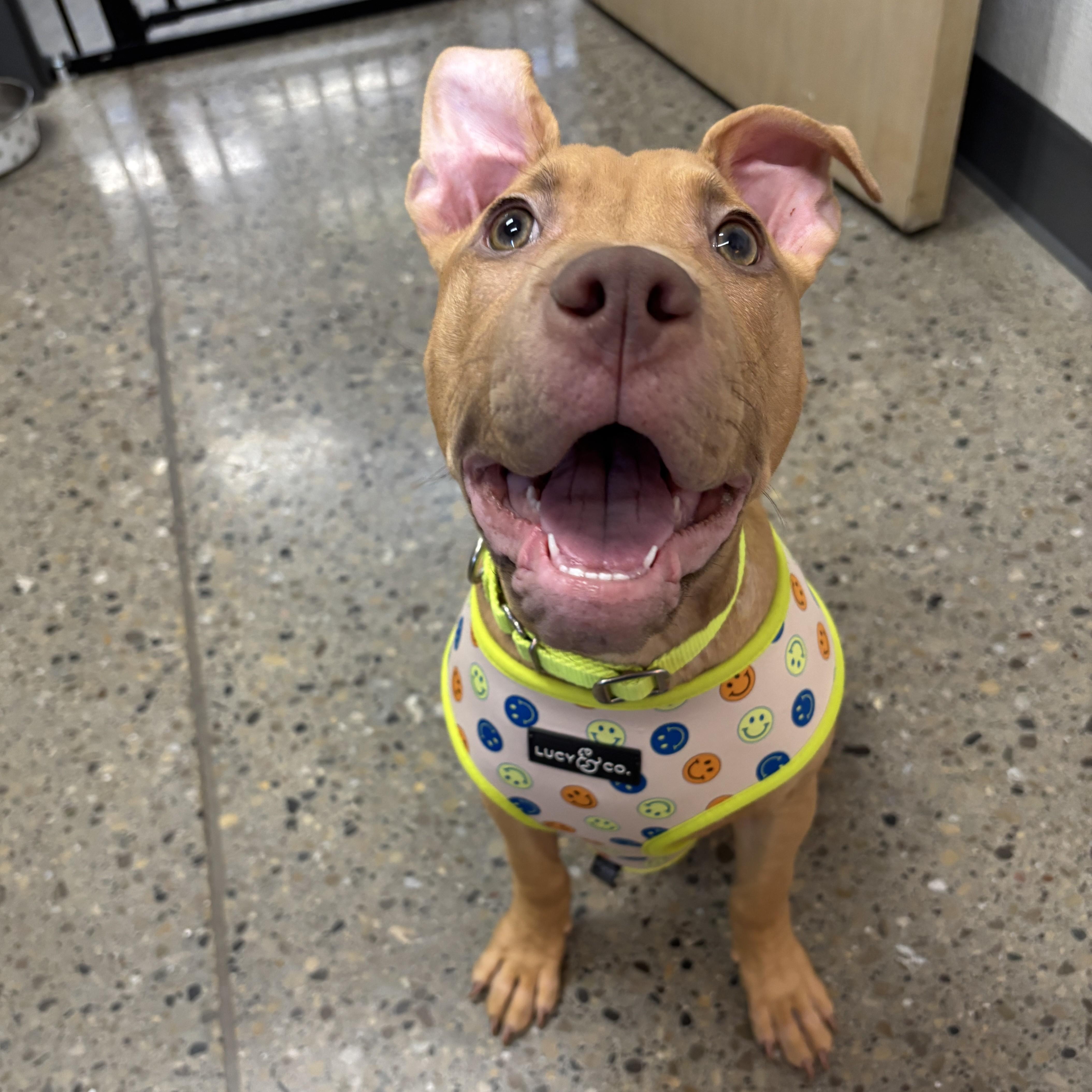 Enlarge Hermes, a ADOPTABLE Pit Bull Terrier in Columbus, OH image 2/5