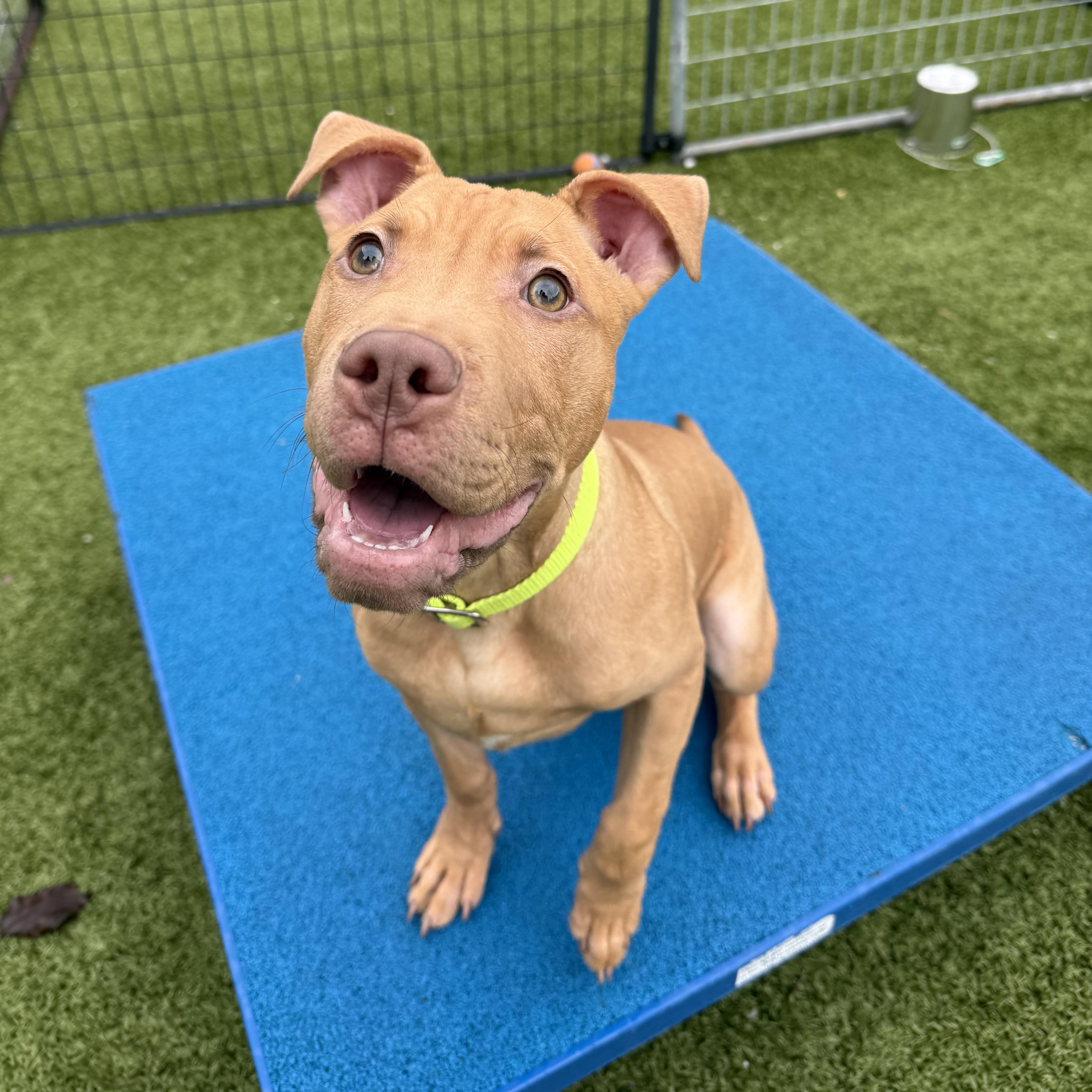 Enlarge Hermes, a ADOPTABLE Pit Bull Terrier in Columbus, OH image 1/5