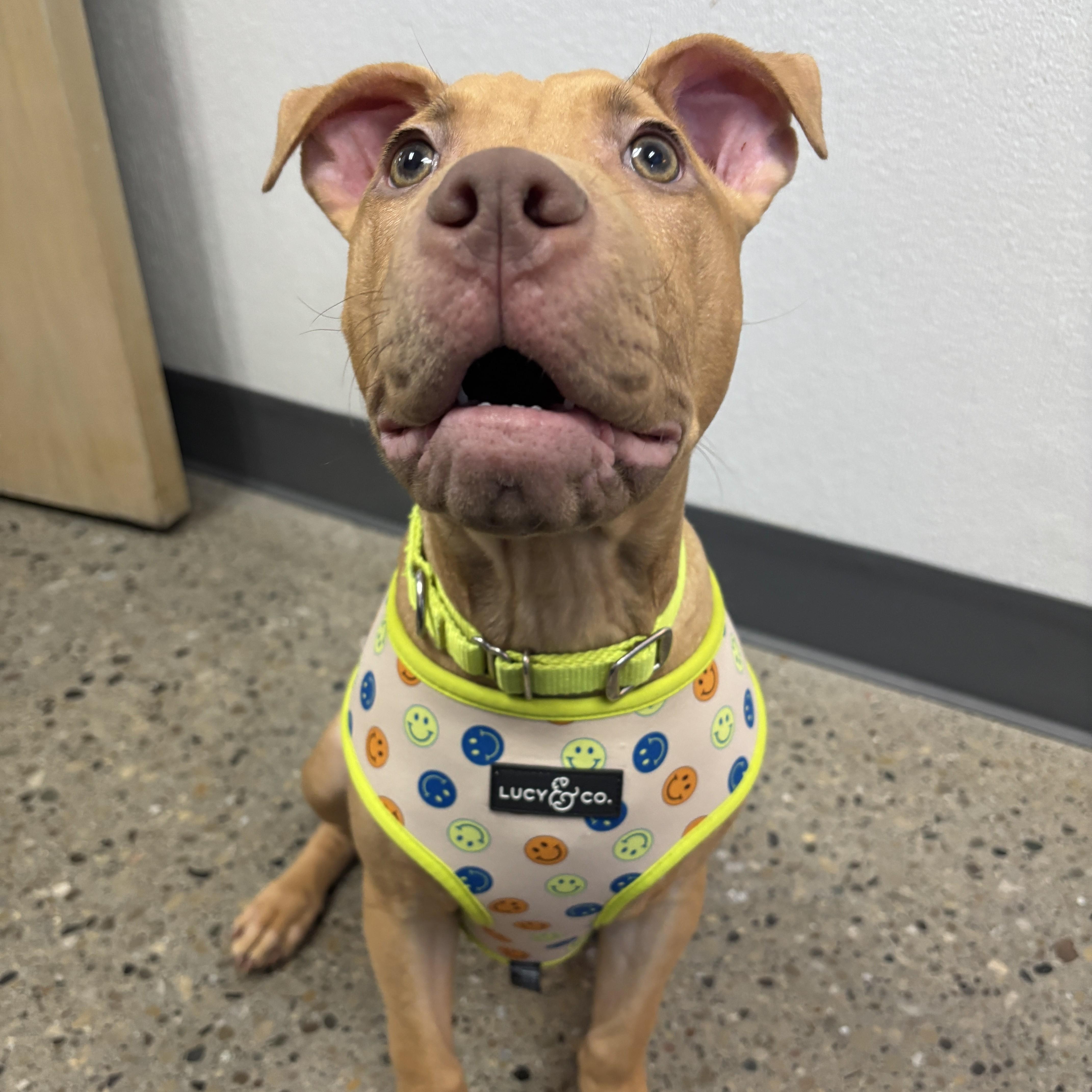 Enlarge Hermes, a ADOPTABLE Pit Bull Terrier in Columbus, OH image 4/5