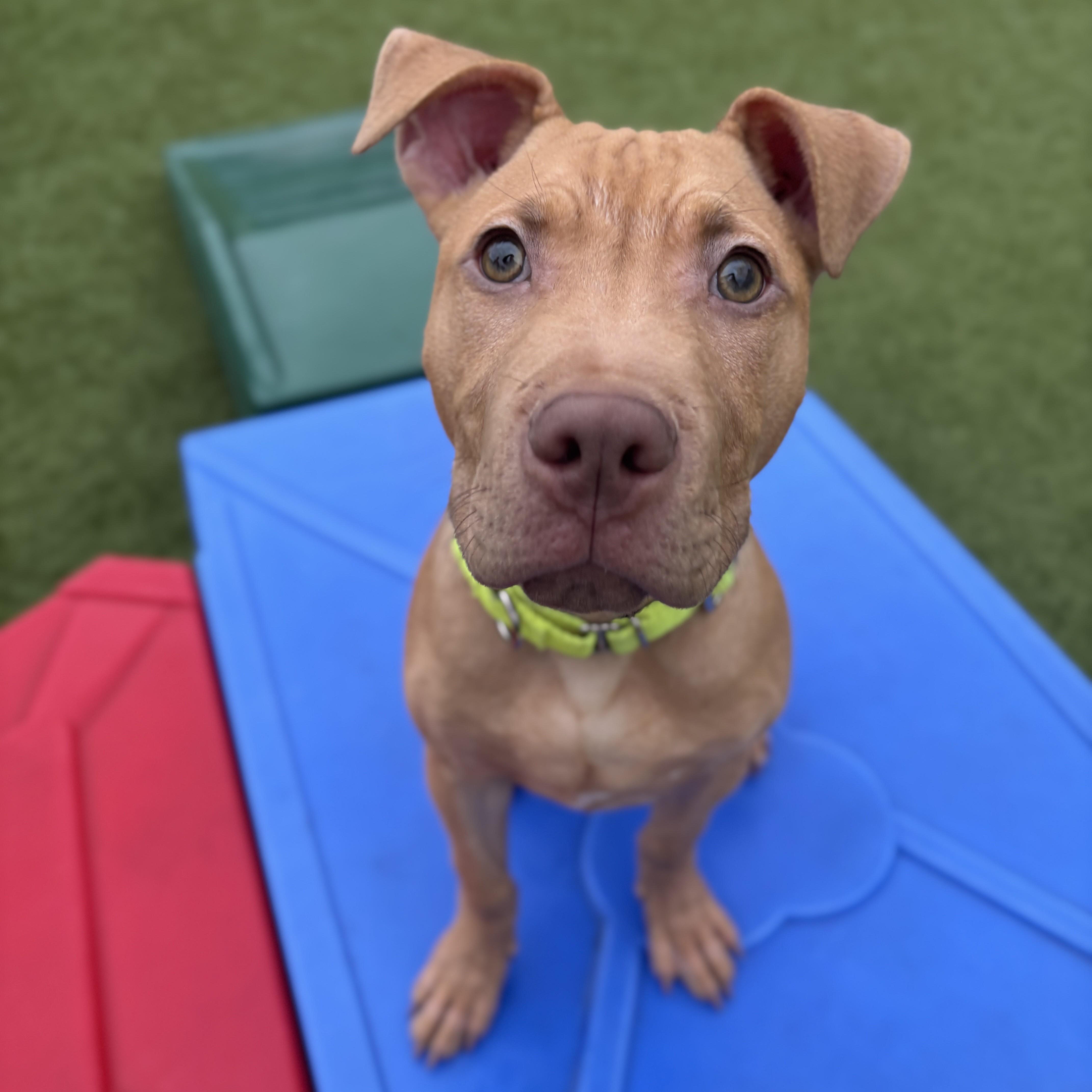 Enlarge Hermes, a ADOPTABLE Pit Bull Terrier in Columbus, OH image 5/5