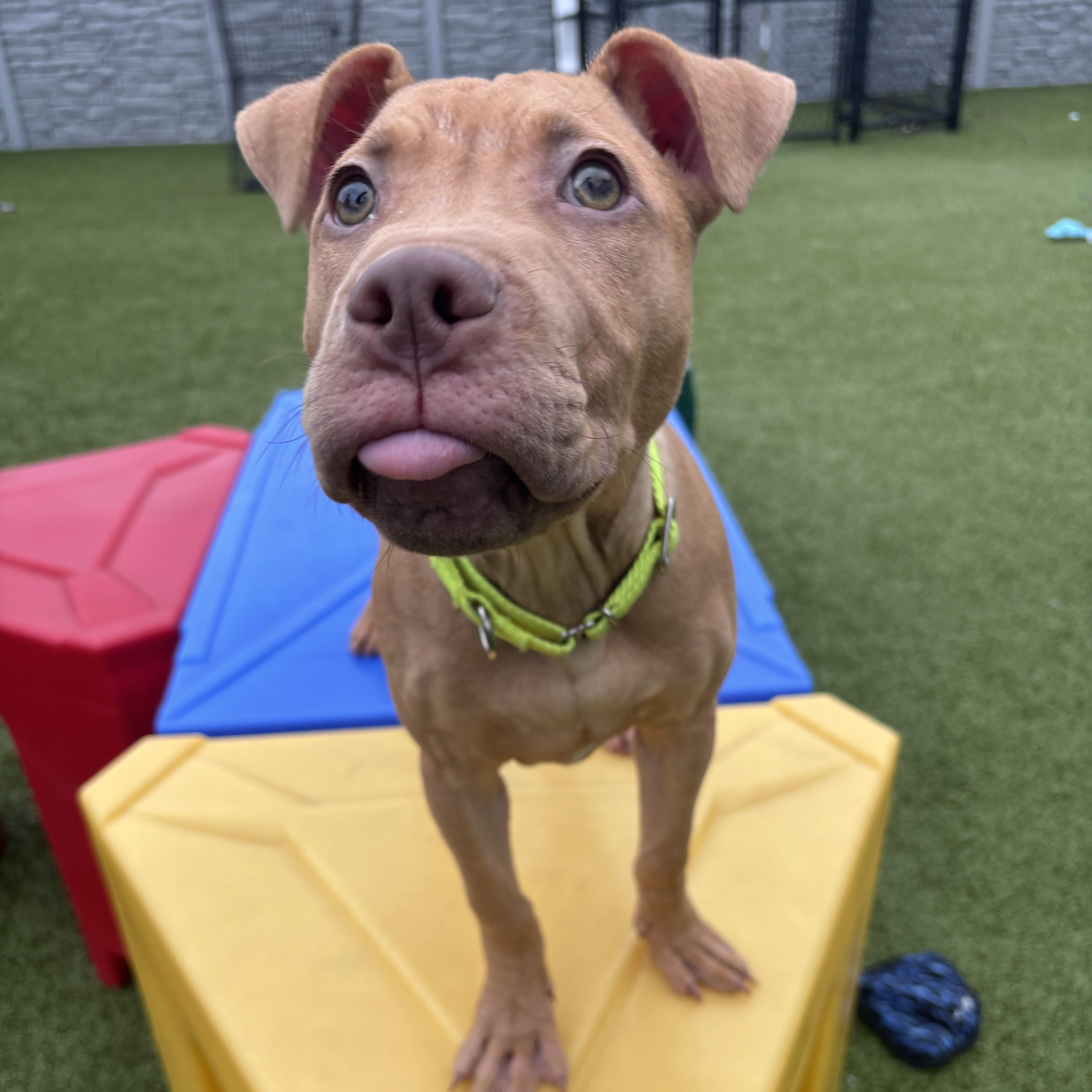Enlarge Hermes, a ADOPTABLE Pit Bull Terrier in Columbus, OH image 3/5