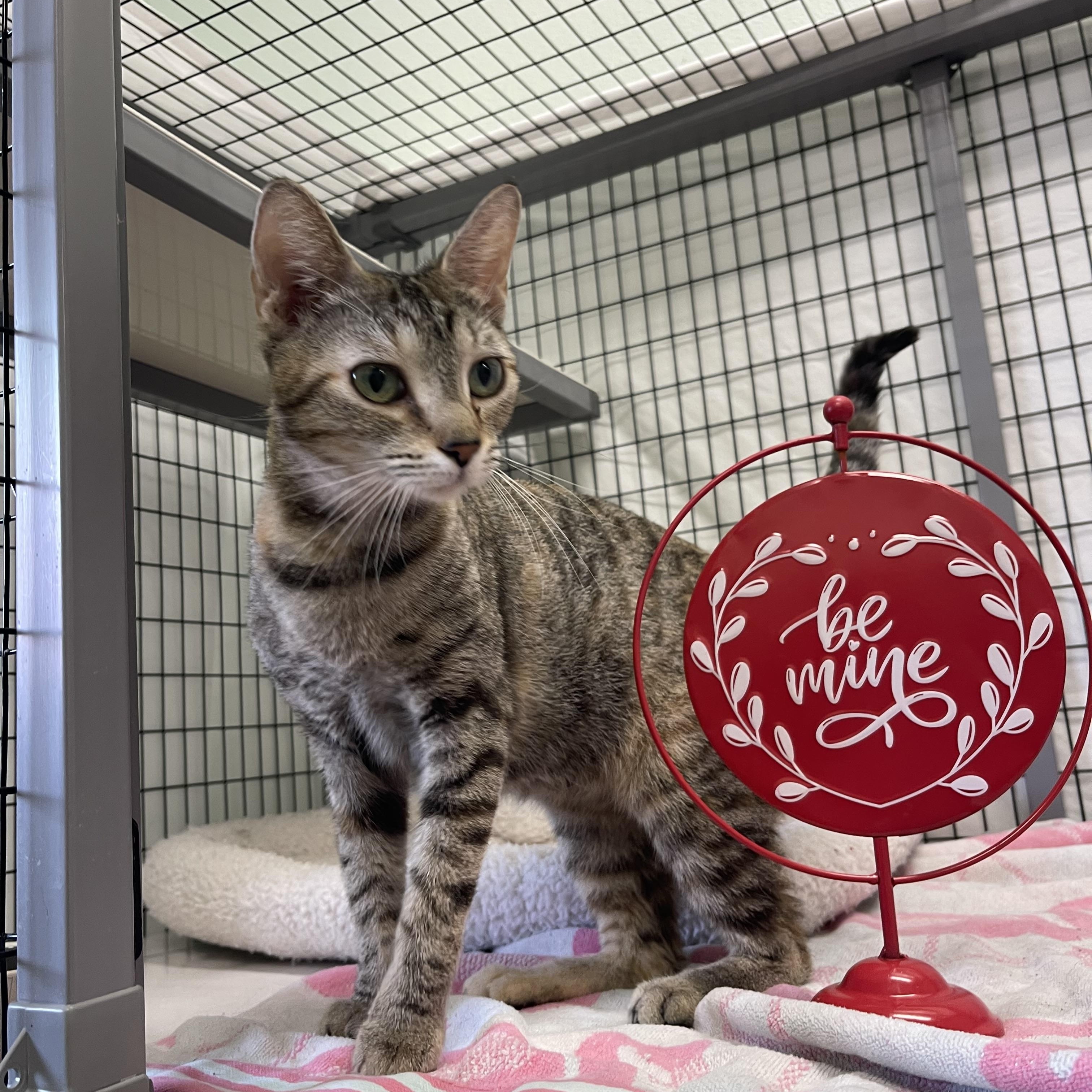 Macy, adopted, Young Female Tabby & Domestic Short Hair.