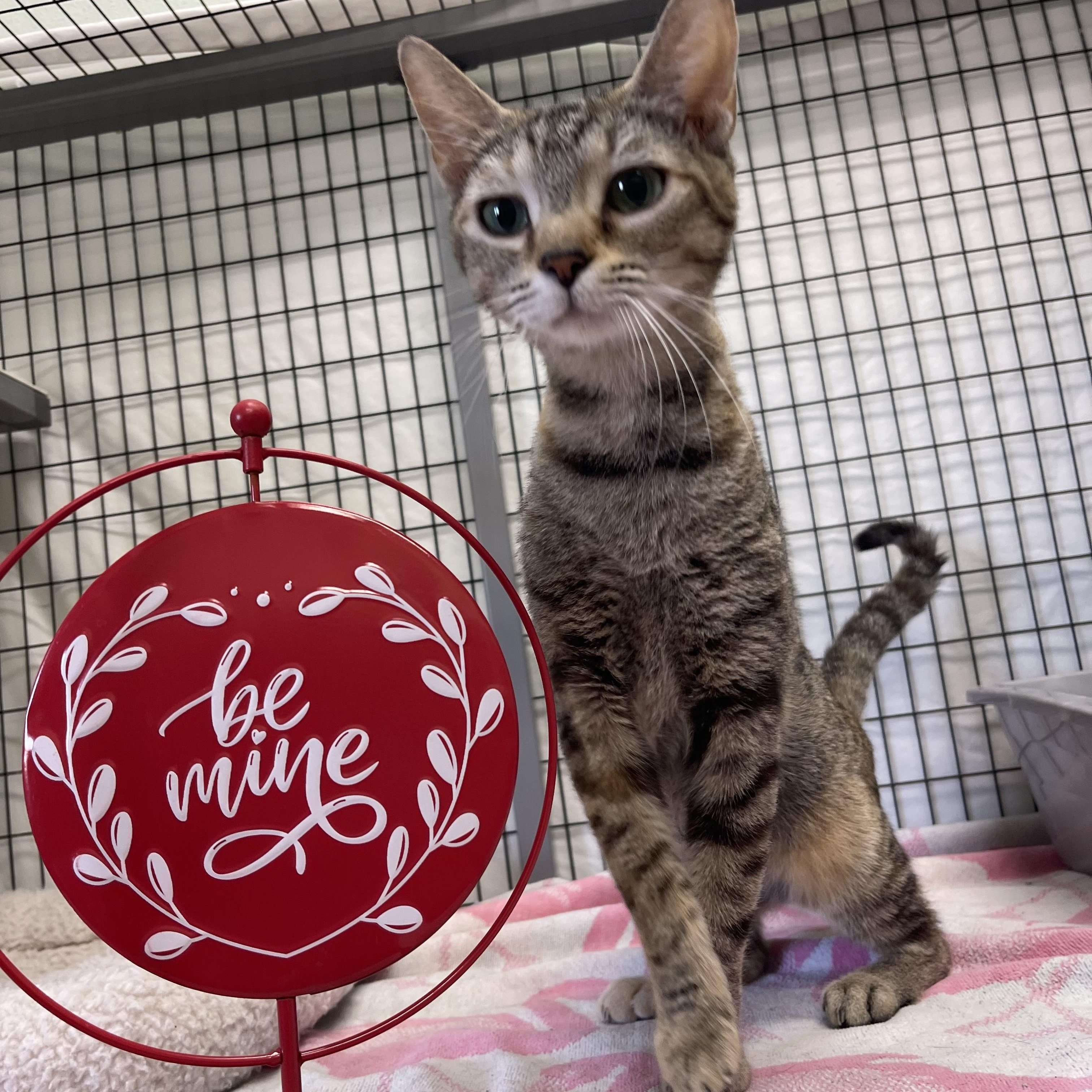 Macy, an adopted mixed breed in Sebring, FL image 2/6