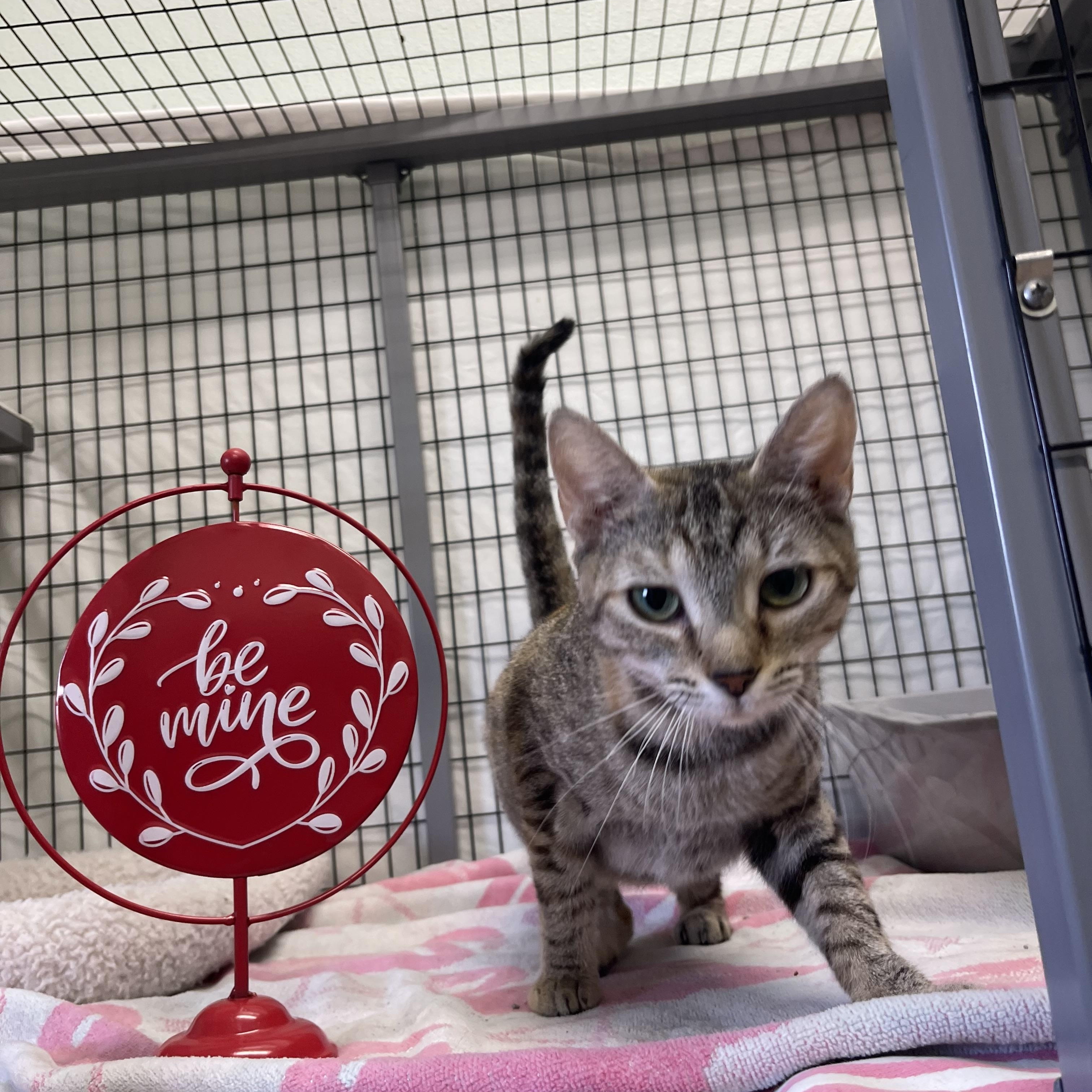 Macy, an adopted mixed breed in Sebring, FL image 6/6