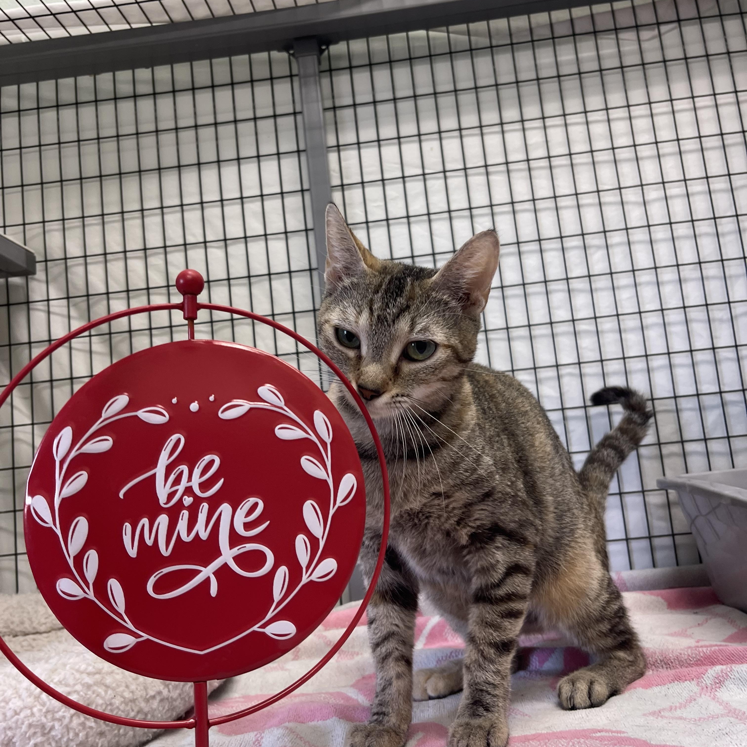 Macy, an adopted mixed breed in Sebring, FL image 4/6