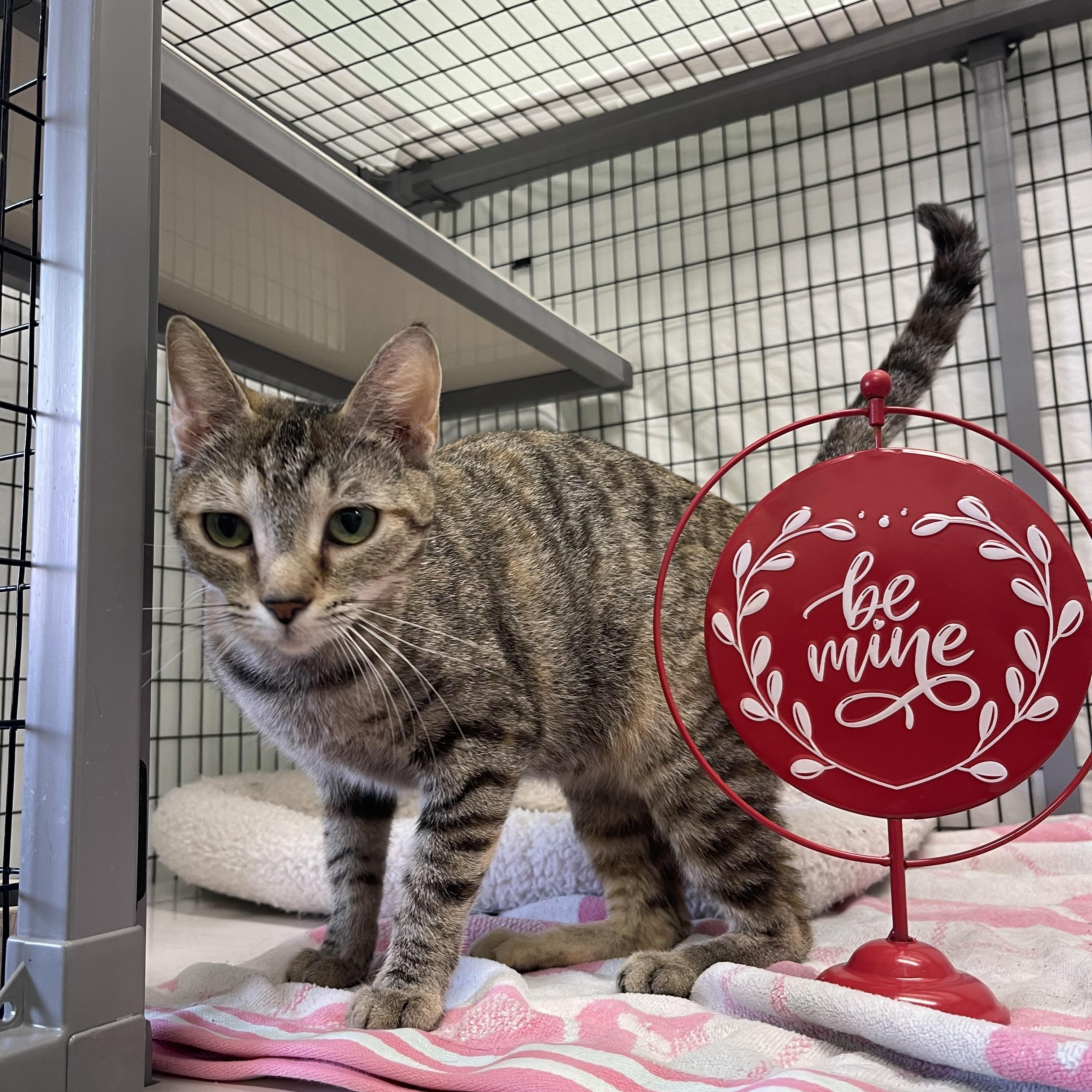 Macy, an adopted mixed breed in Sebring, FL image 3/6