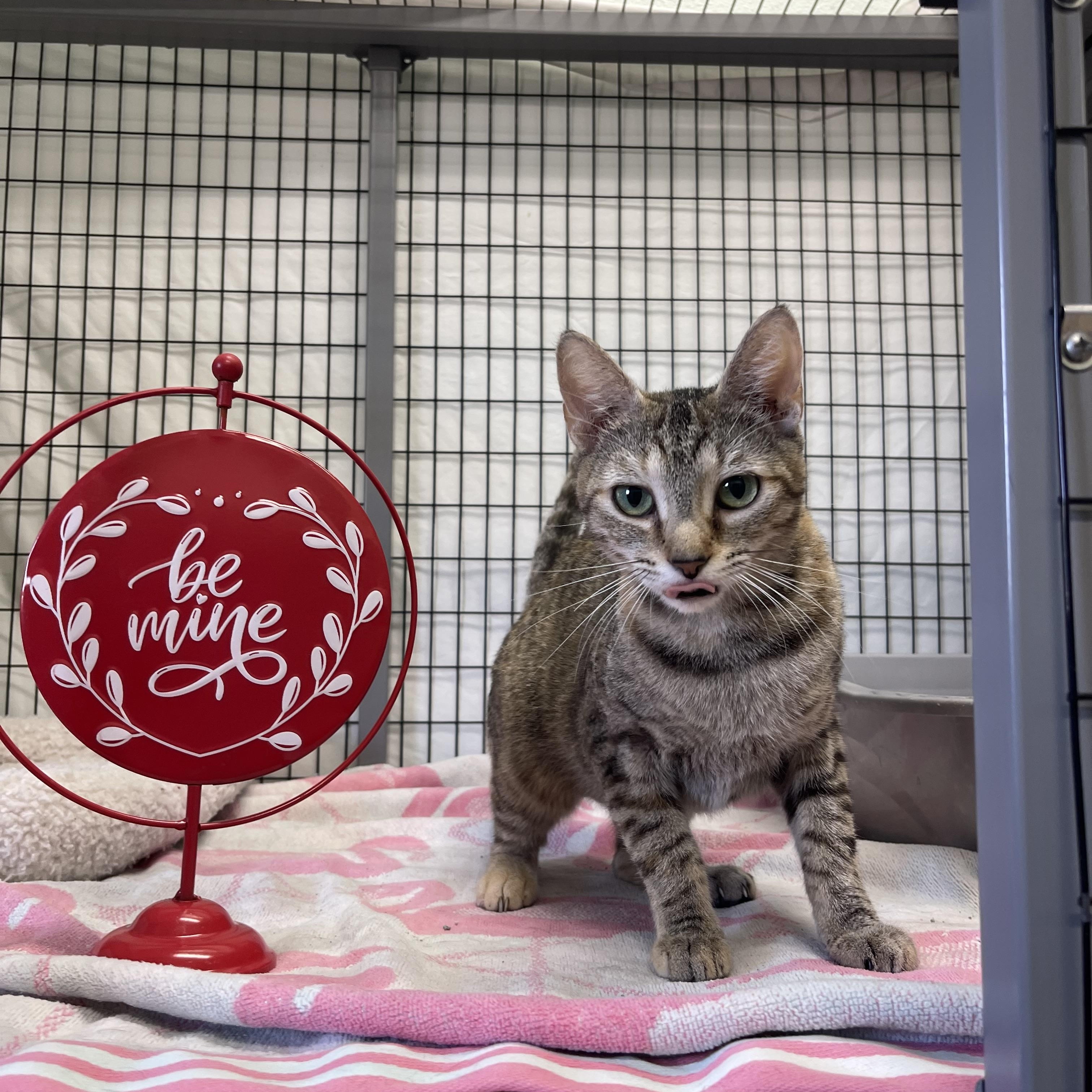 Macy, an adopted mixed breed in Sebring, FL image 5/6