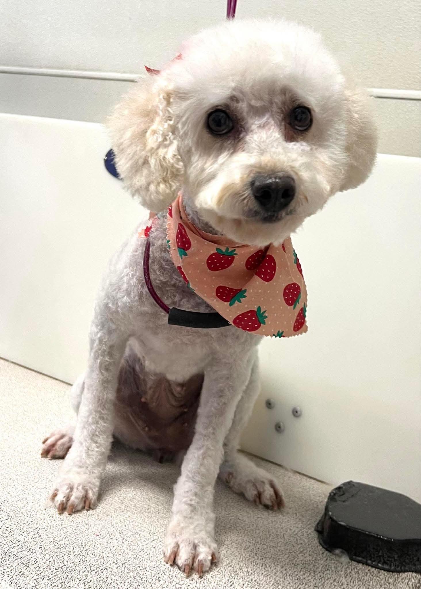Enlarge Patty, a Adoptable Poodle in Brandon, SD image 1/1