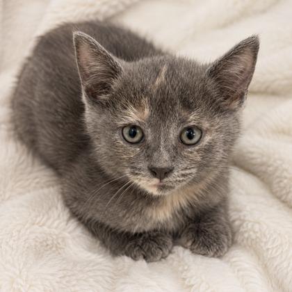 Rosie O`Donnell, Adoptable, Kitten Female Domestic Short Hair & Domestic Short Hair.