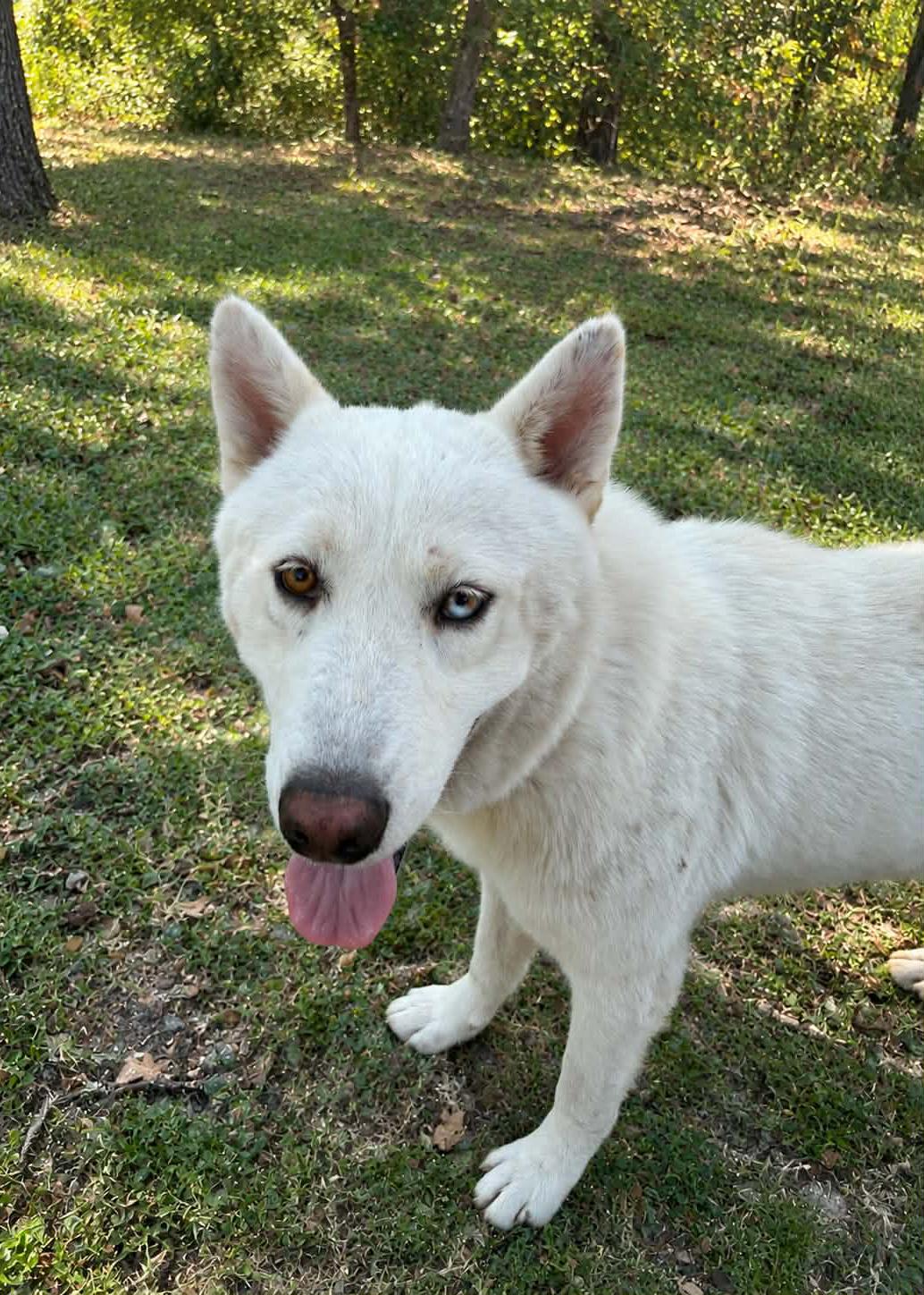 Enlarge Apollo, a Adoptable mixed breed in Nashua, NH image 5/6