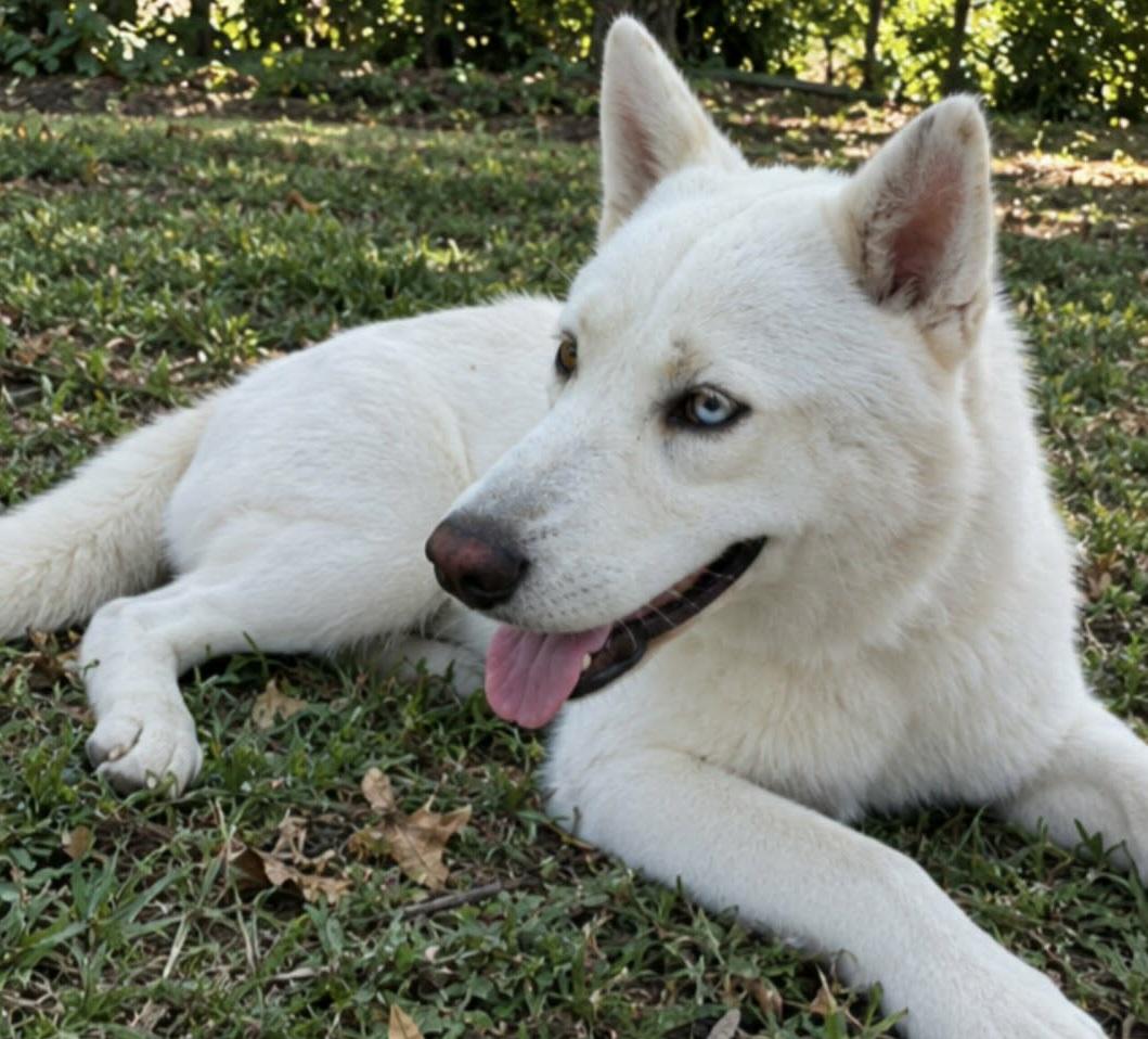 Enlarge Apollo, a Adoptable mixed breed in Nashua, NH image 4/6