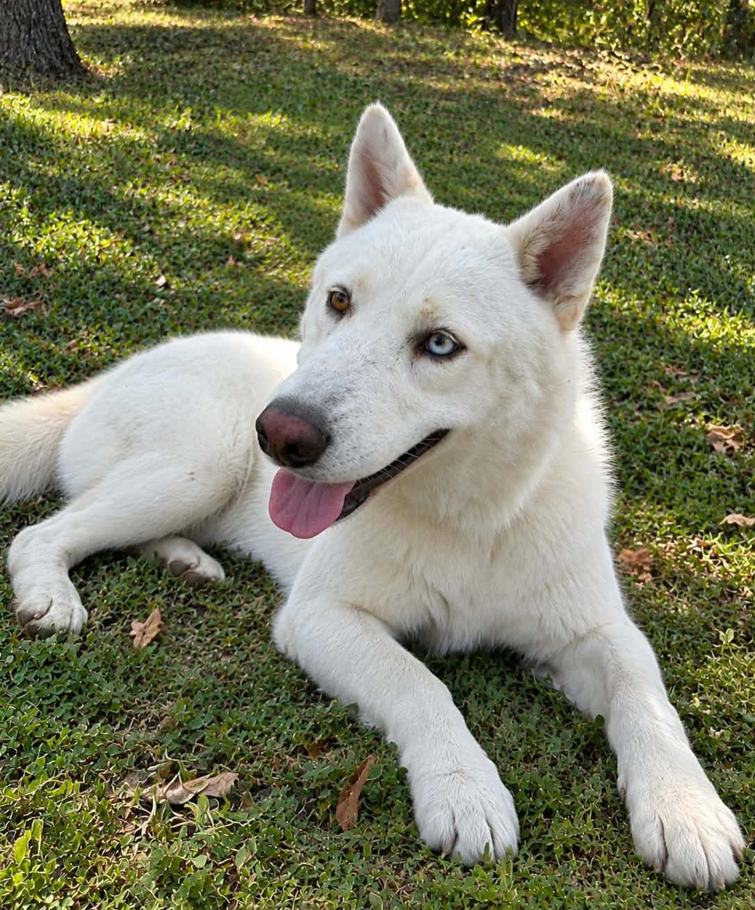 Enlarge Apollo, a Adoptable mixed breed in Nashua, NH image 2/6