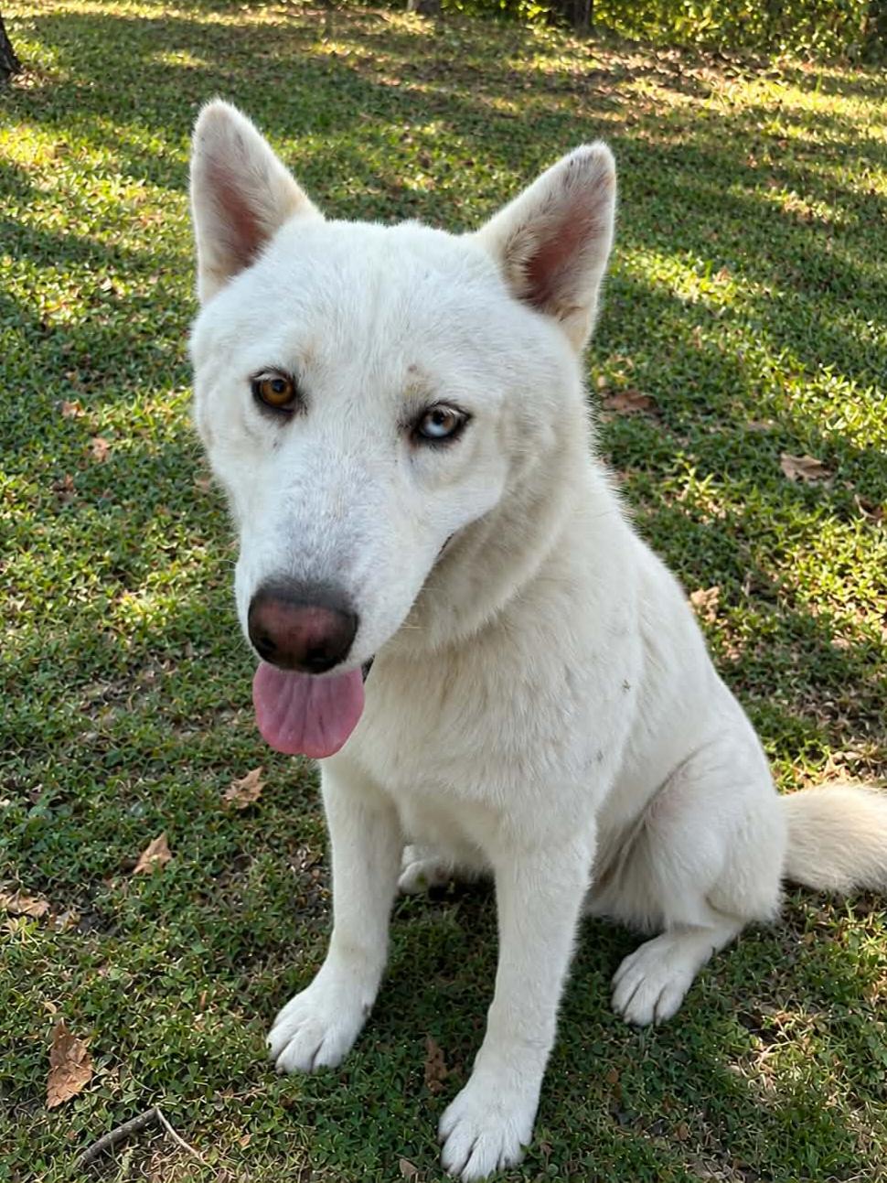 Enlarge Apollo, a Adoptable mixed breed in Nashua, NH image 1/6