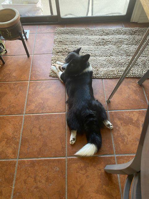 Astro, Adoptable, Young Male Corgi & Border Collie.