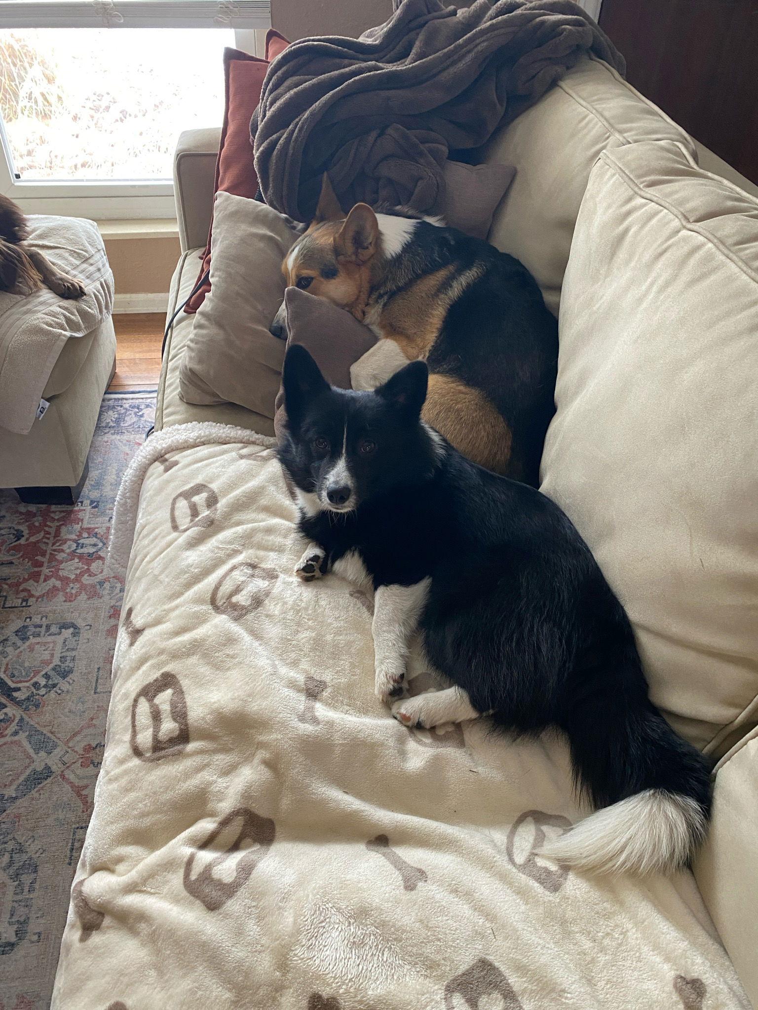 Enlarge Astro, a Adoptable mixed breed in Denver, CO image 2/3