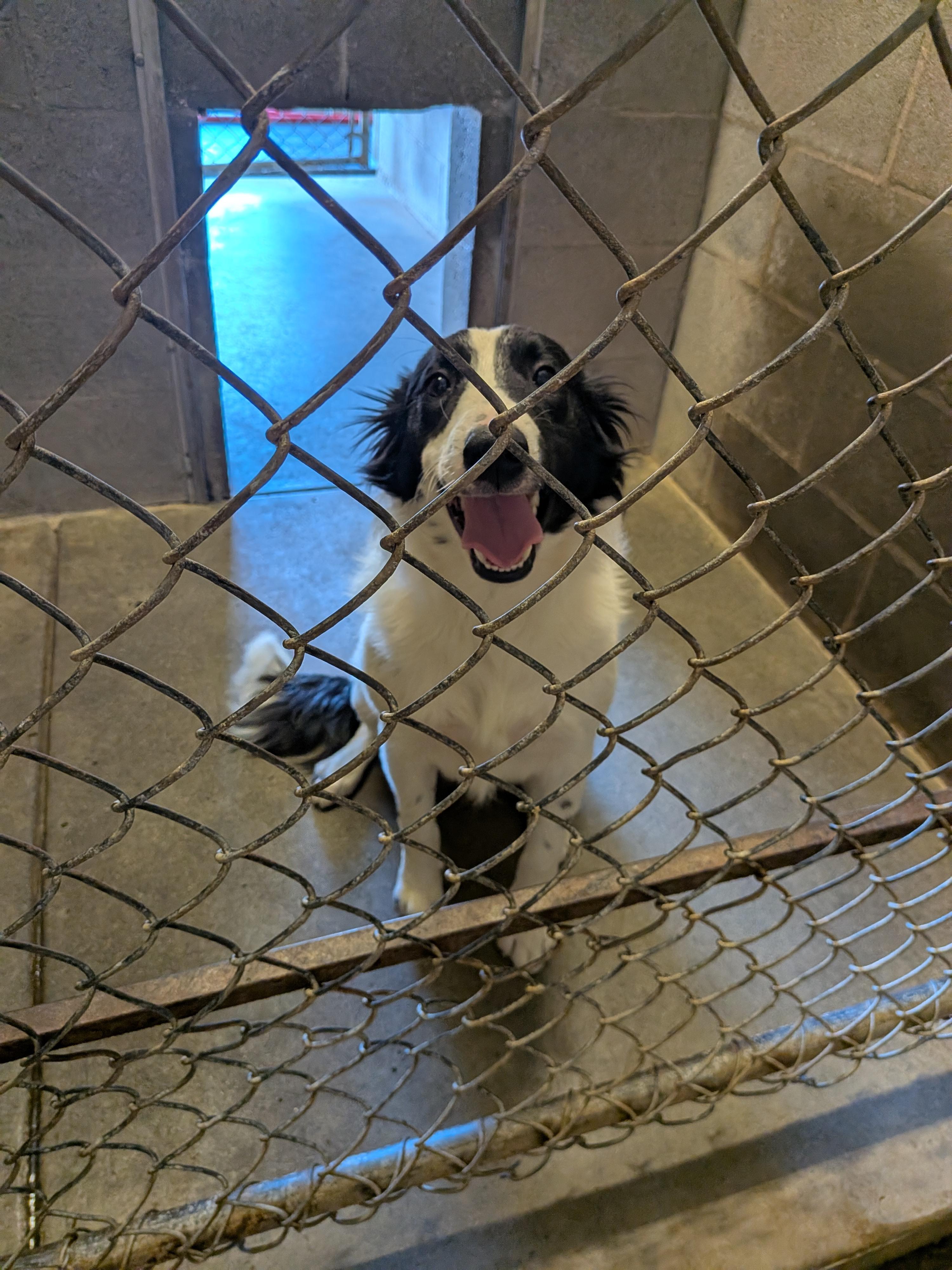 Max, ADOPTABLE, Puppy Male Border Collie.
