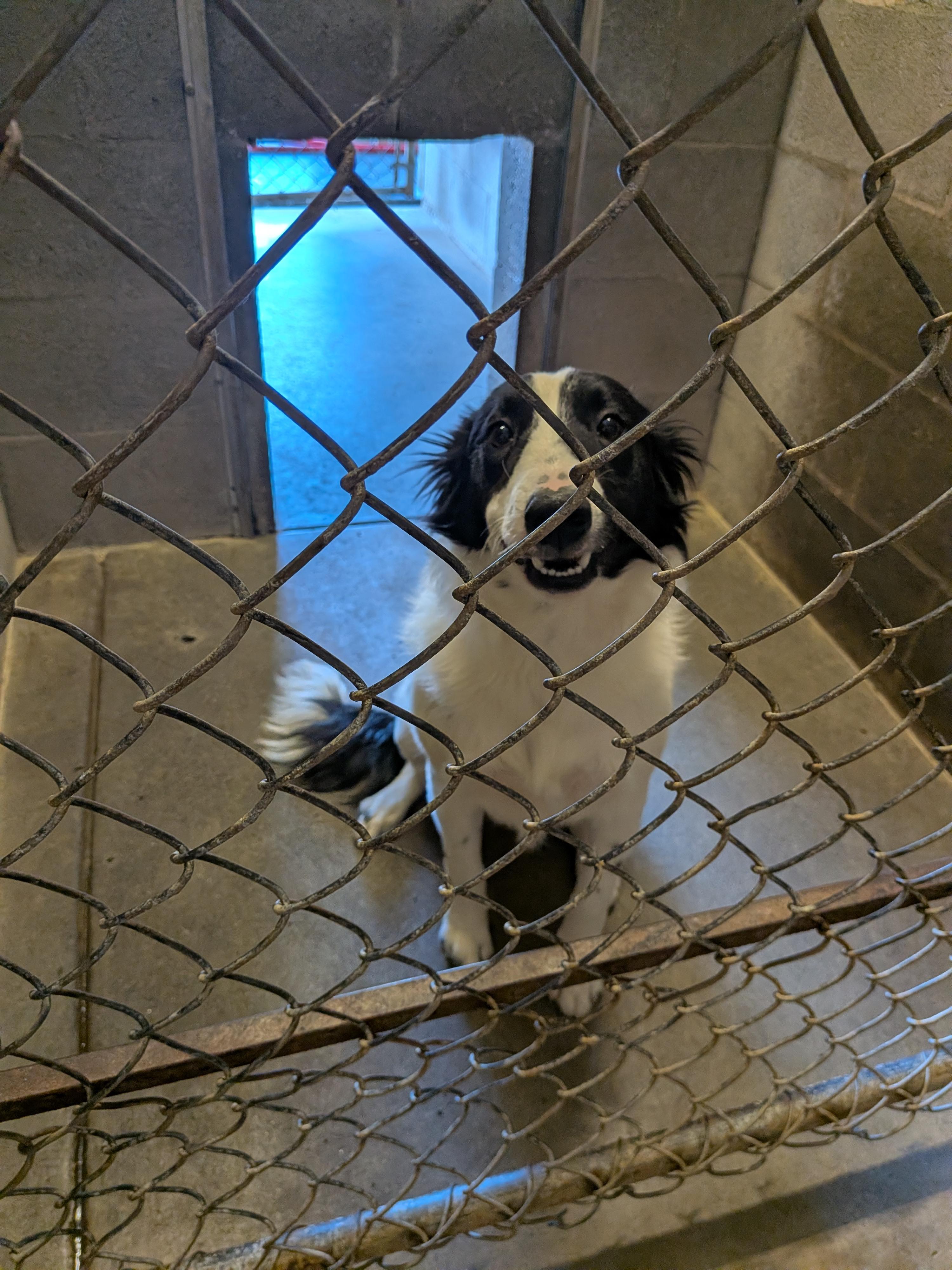 Enlarge Max, a ADOPTABLE mixed breed in Hermiston, OR image 3/3
