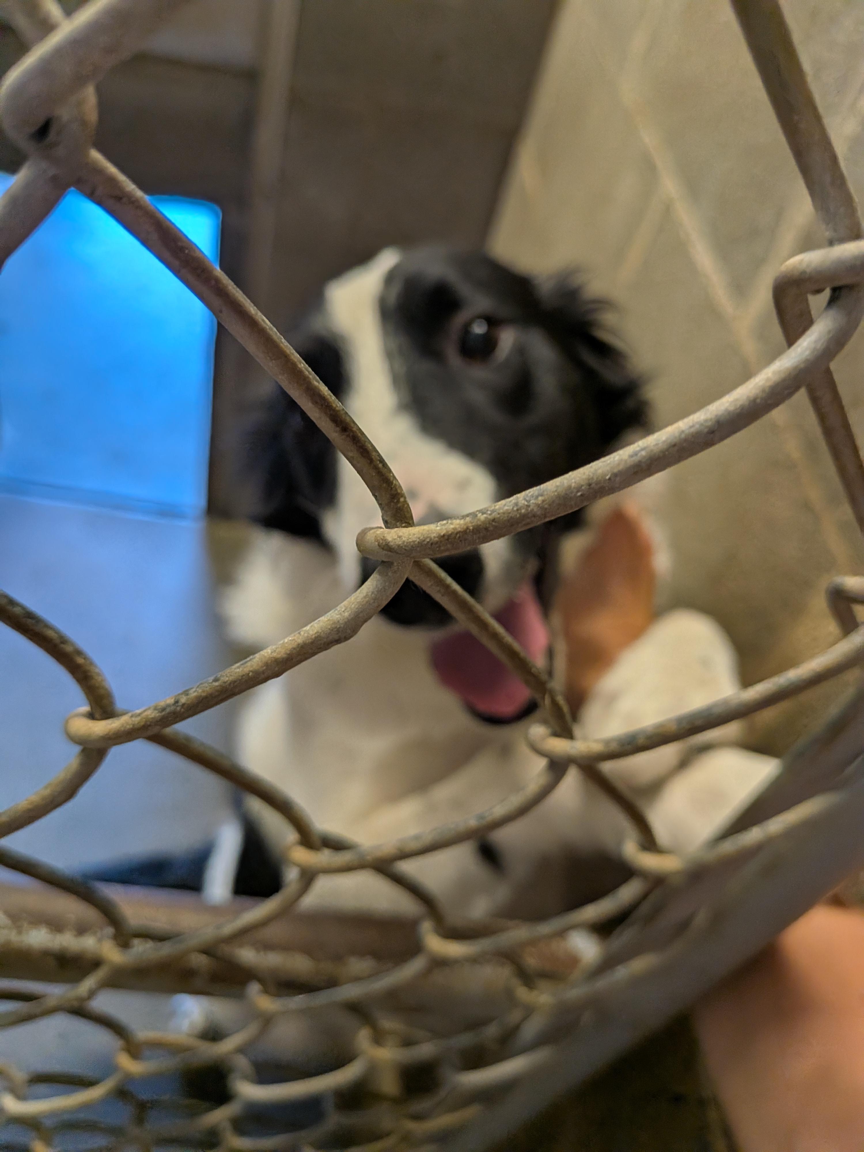 Enlarge Max, a ADOPTABLE mixed breed in Hermiston, OR image 2/3