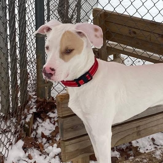 Enlarge Tucker, a Adoptable Mixed Breed in Elyria, OH image 2/5
