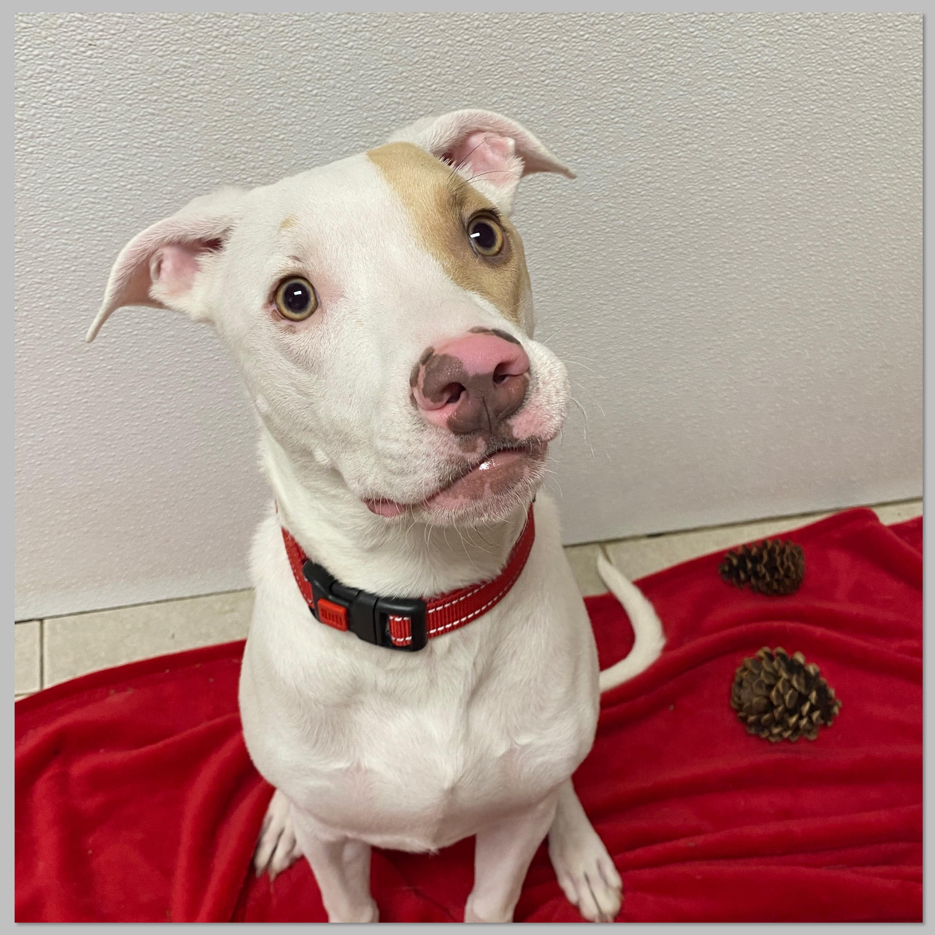 Enlarge Tucker, a Adoptable Mixed Breed in Elyria, OH image 4/5