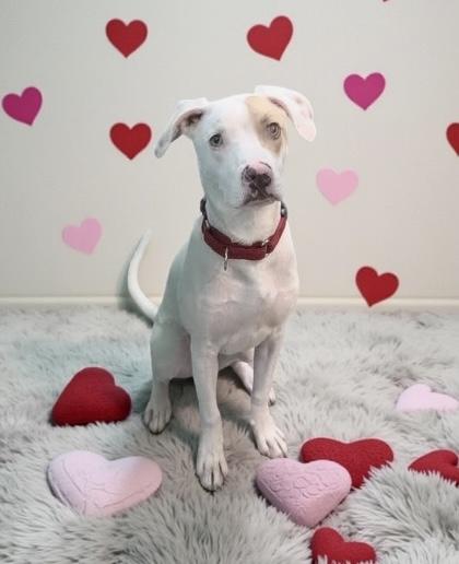 Tucker, Adoptable, Young Male Mixed Breed.