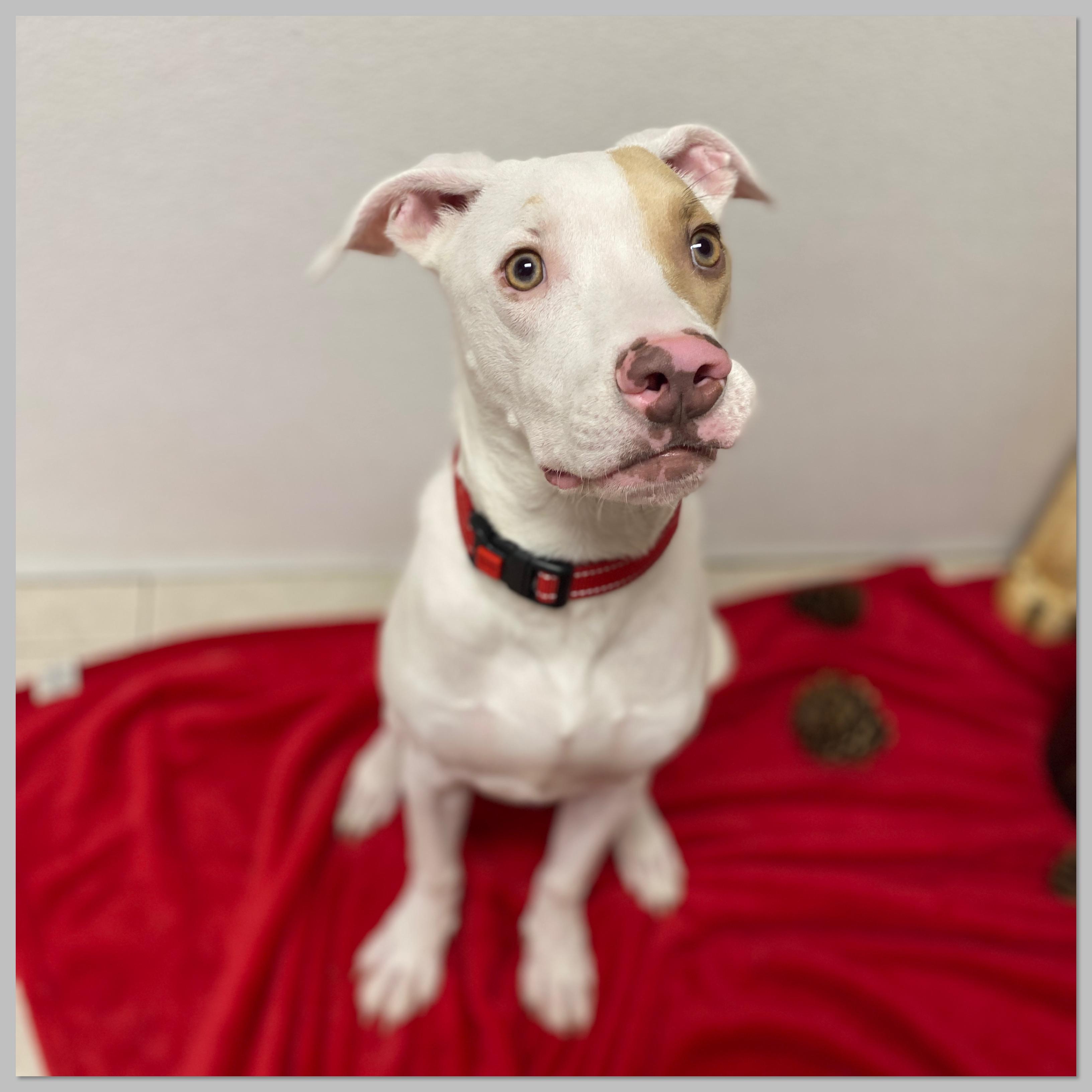 Enlarge Tucker, a Adoptable Mixed Breed in Elyria, OH image 5/5