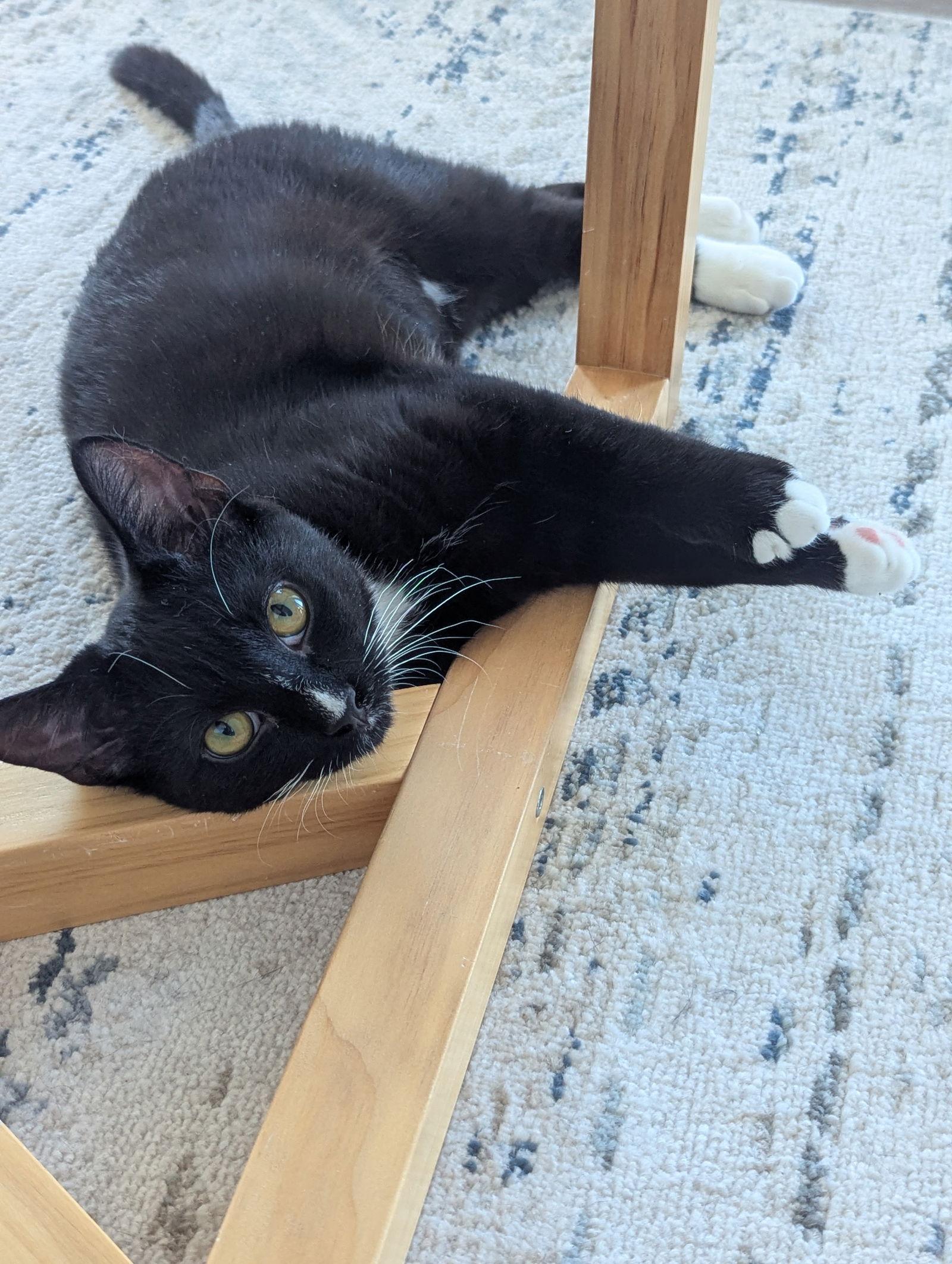 Enlarge Moon, a Adopted Domestic Short Hair in Montreal, QC image 1/3