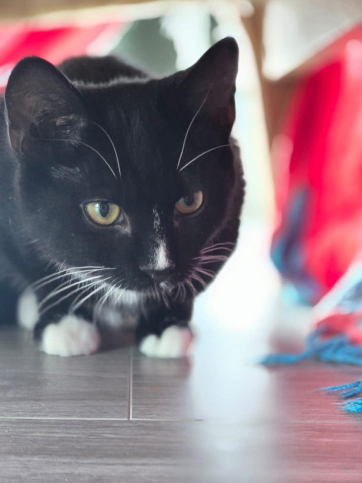 Enlarge Moon, a Adopted Domestic Short Hair in Montreal, QC image 2/3