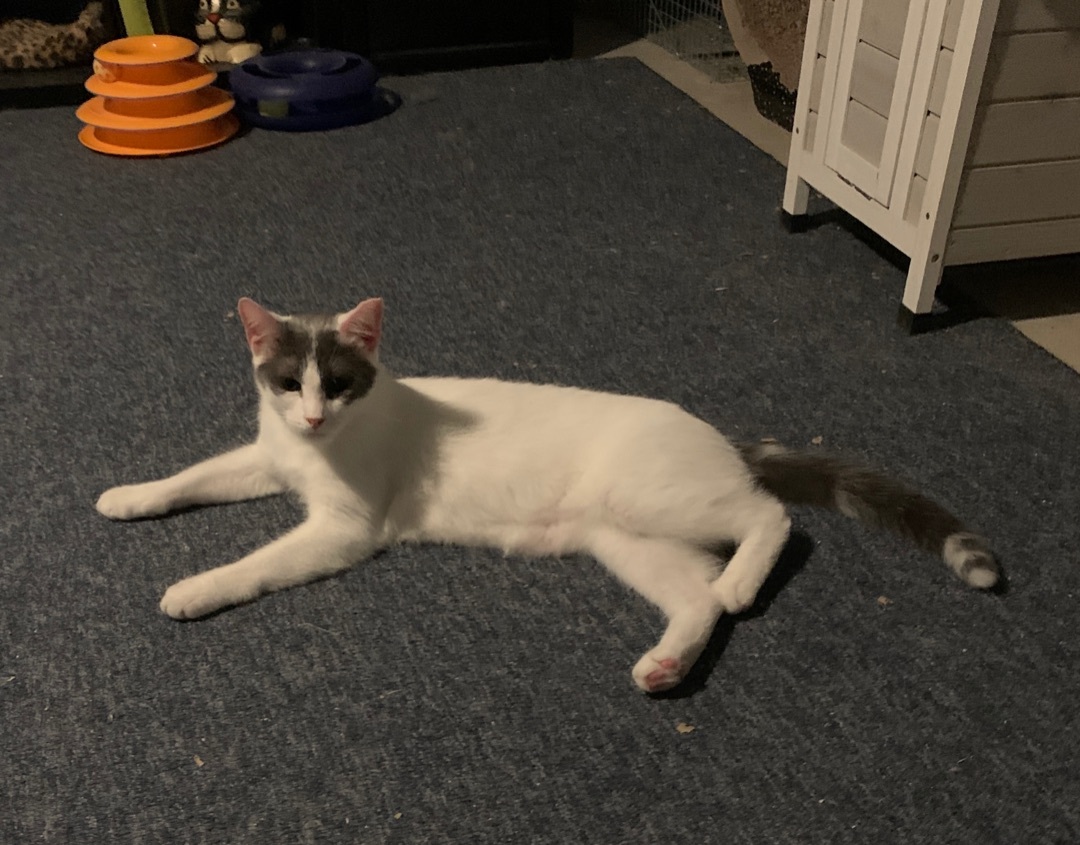 Enlarge Jules aka Bandit, a Adoptable American Shorthair in Gloucester City, NJ image 3/4