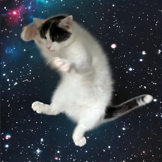 Jules aka Bandit, Adoptable, Adult Male American Shorthair.