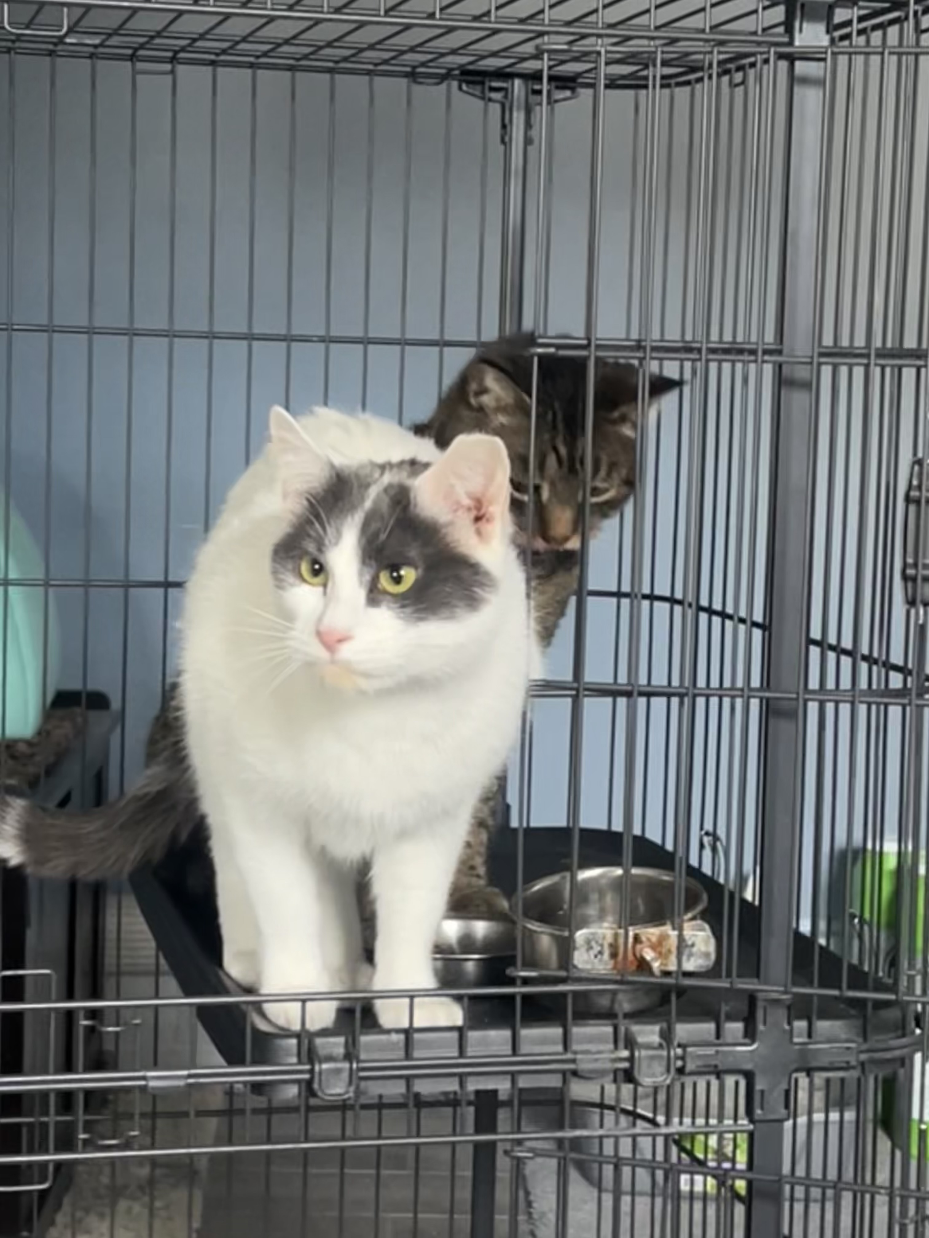 Enlarge Jules aka Bandit, a Adoptable American Shorthair in Gloucester City, NJ image 4/4