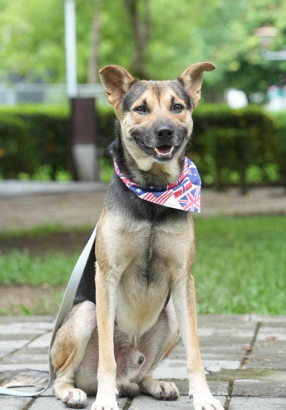 Enlarge Amos, a Adoptable mixed breed in South San Francisco, CA image 2/6