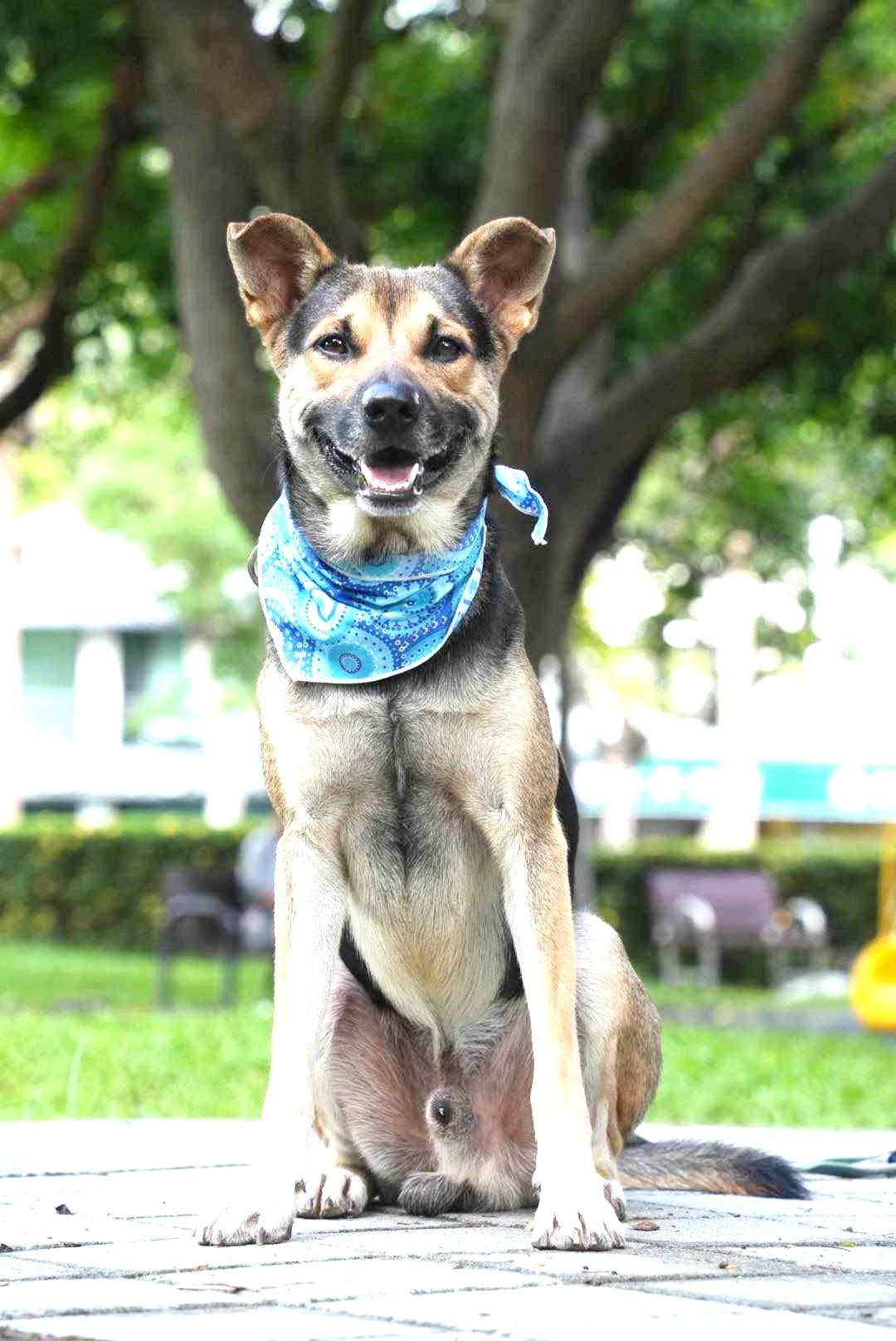 Enlarge Amos, a Adoptable mixed breed in South San Francisco, CA image 3/6